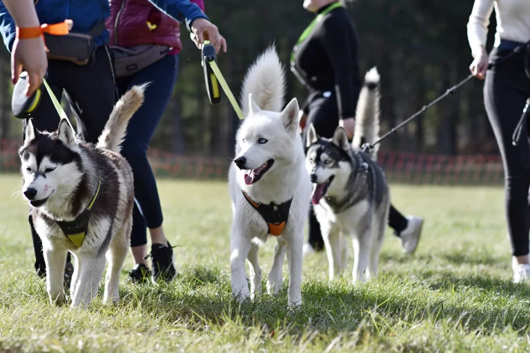 Édition 2022 - Canifun