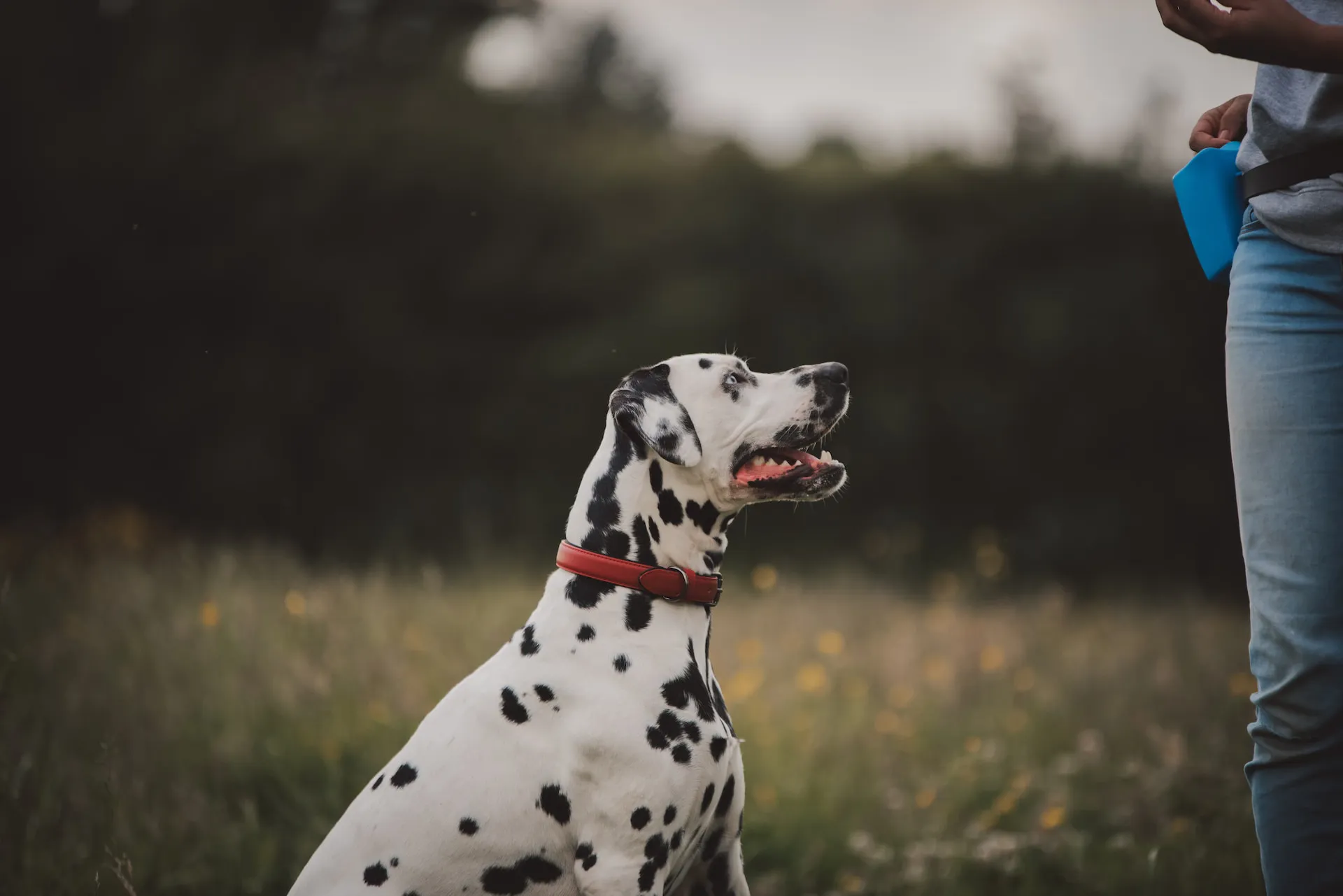 Canard Dalmatien