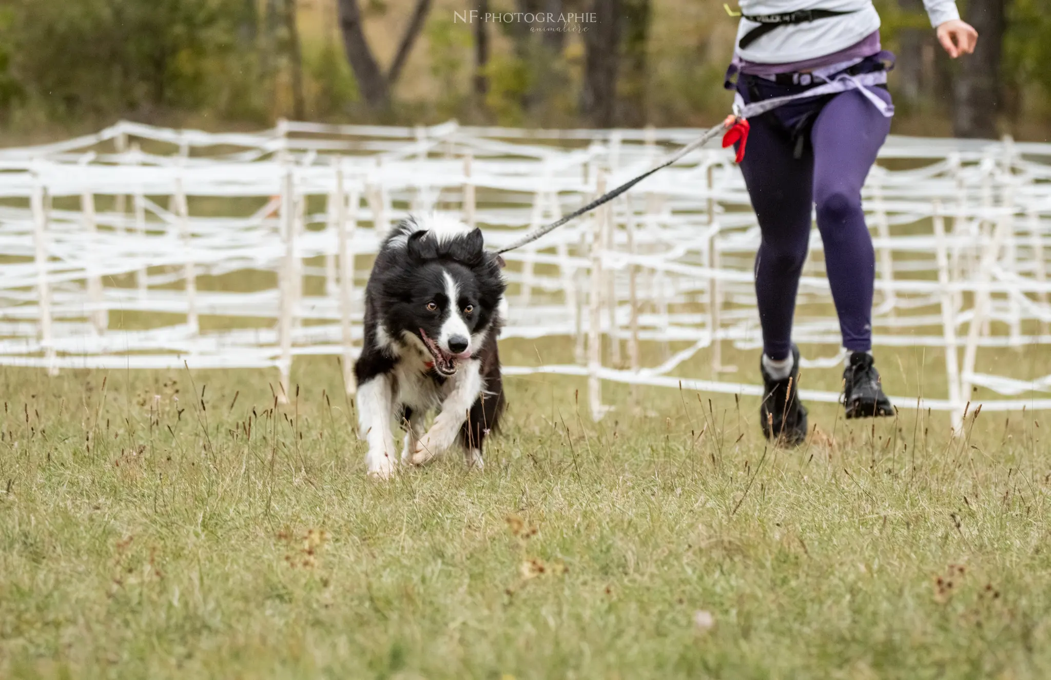 Cani-Parcours - Édition 2024 - Canifun