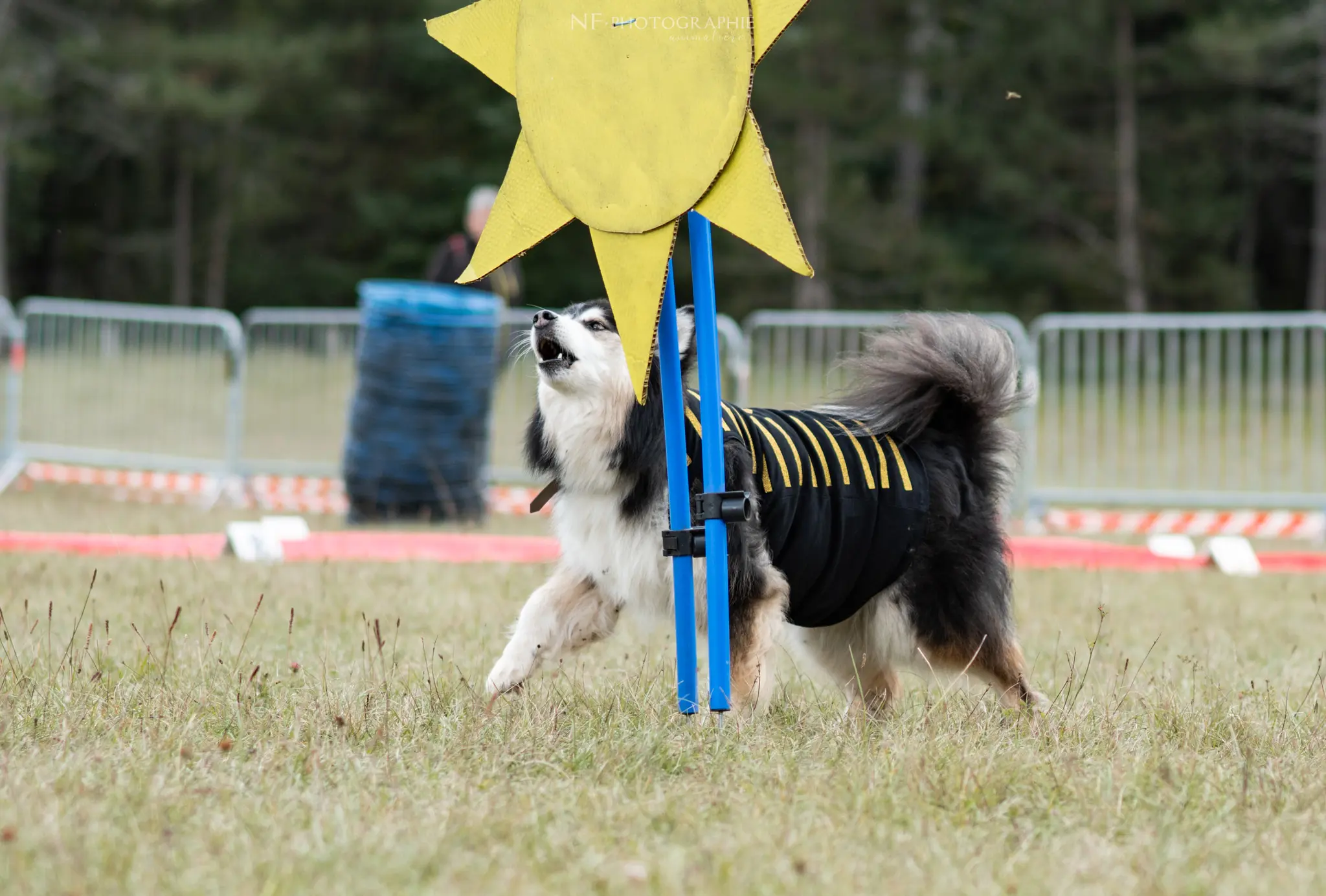 Dog Dancing - Édition 2024 - Canifun