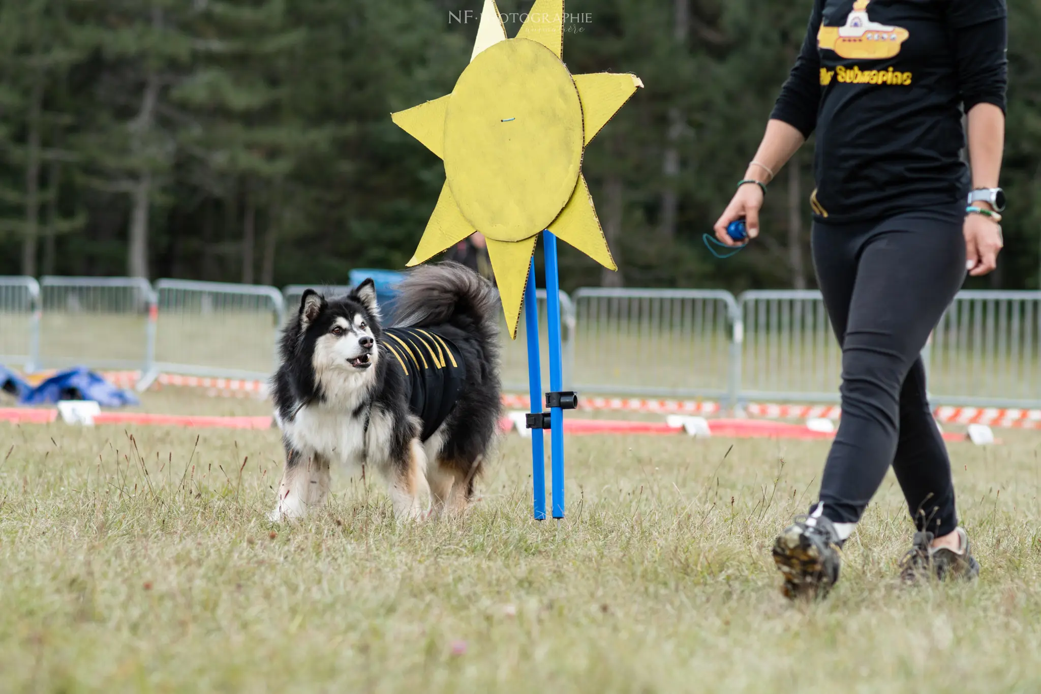 Dog Dancing - Édition 2024 - Canifun