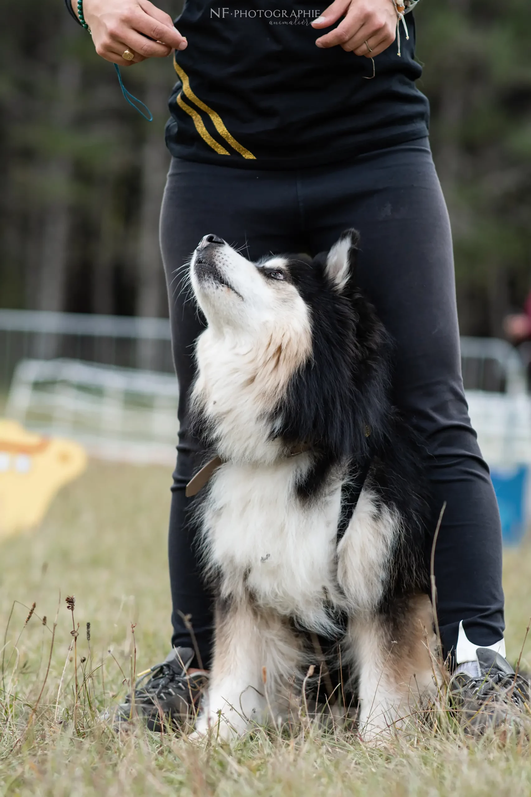 Dog Dancing - Édition 2024 - Canifun