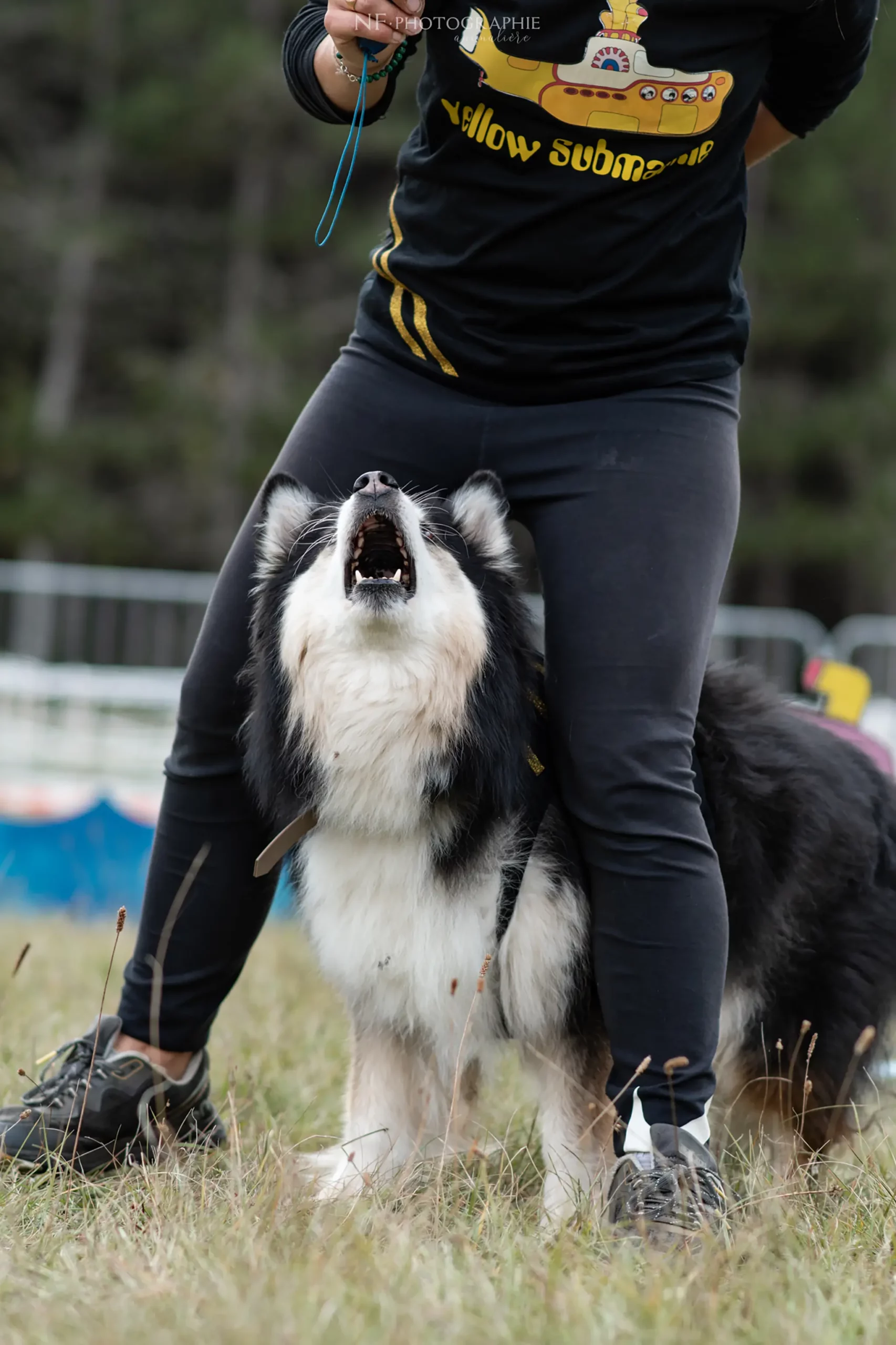 Dog Dancing - Édition 2024 - Canifun