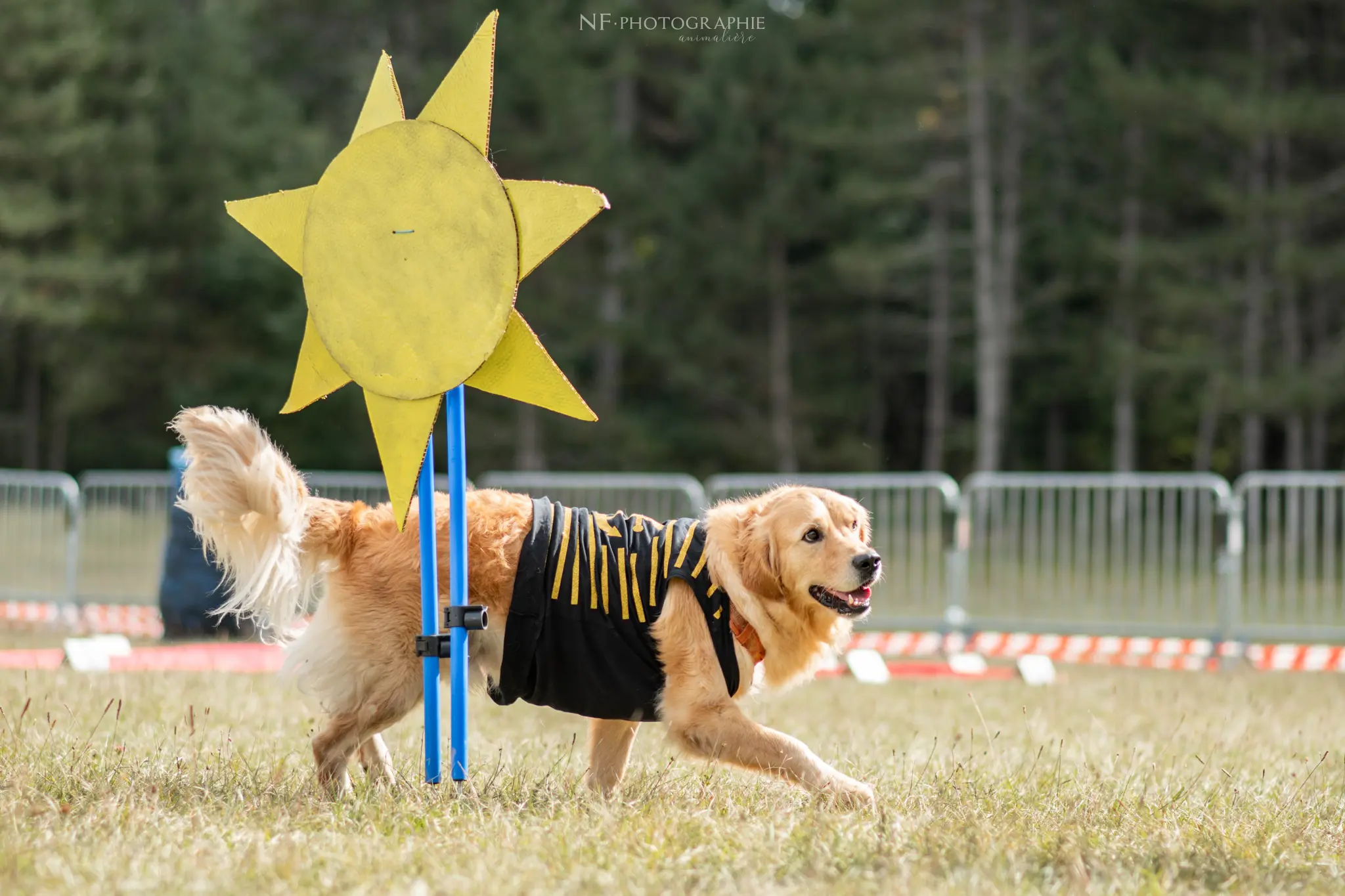 Dog Dancing - Édition 2024 - Canifun