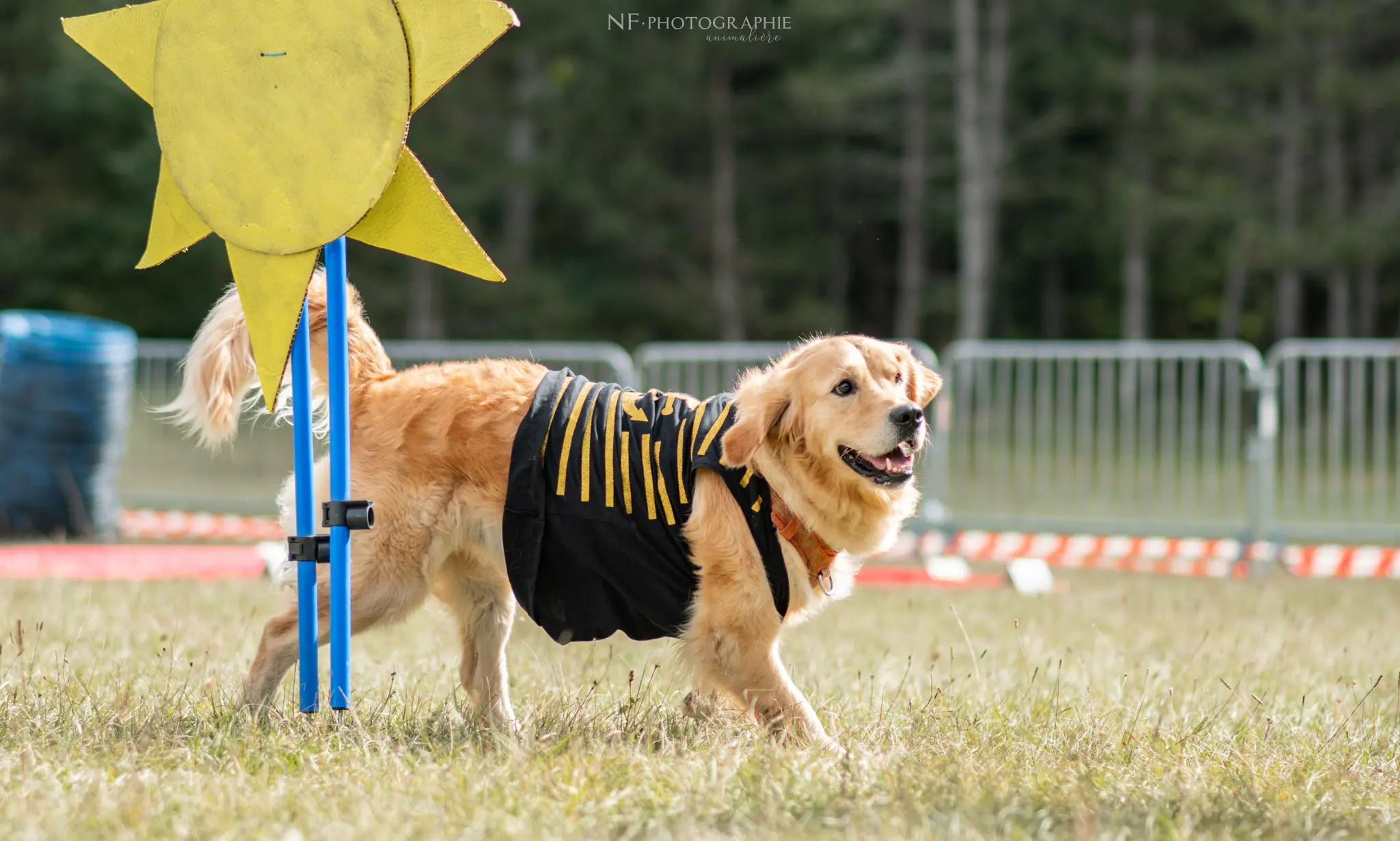 Dog Dancing - Édition 2024 - Canifun