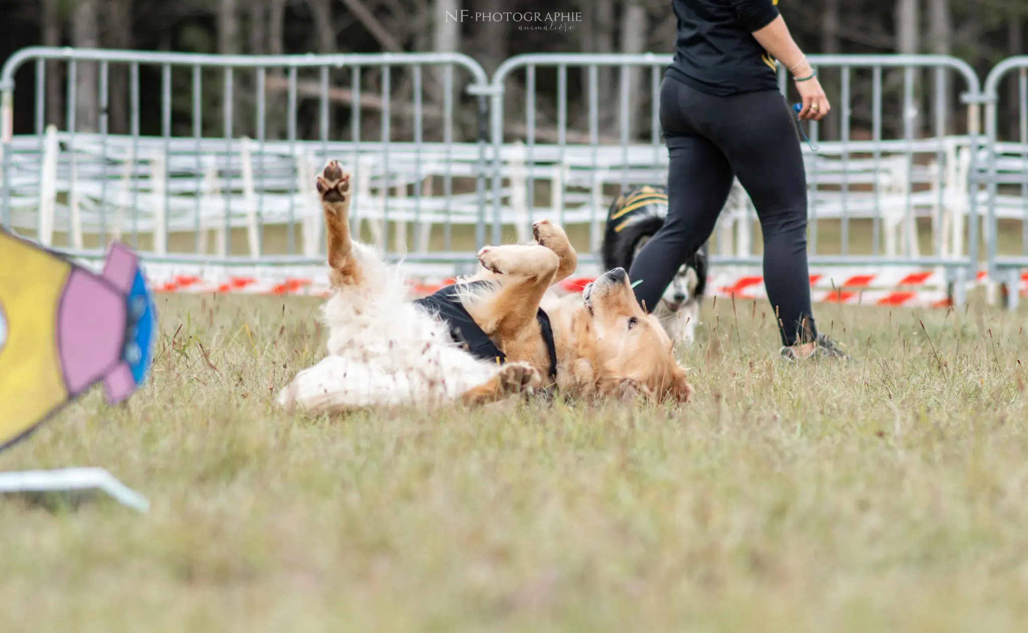 Dog Dancing - Édition 2024 - Canifun