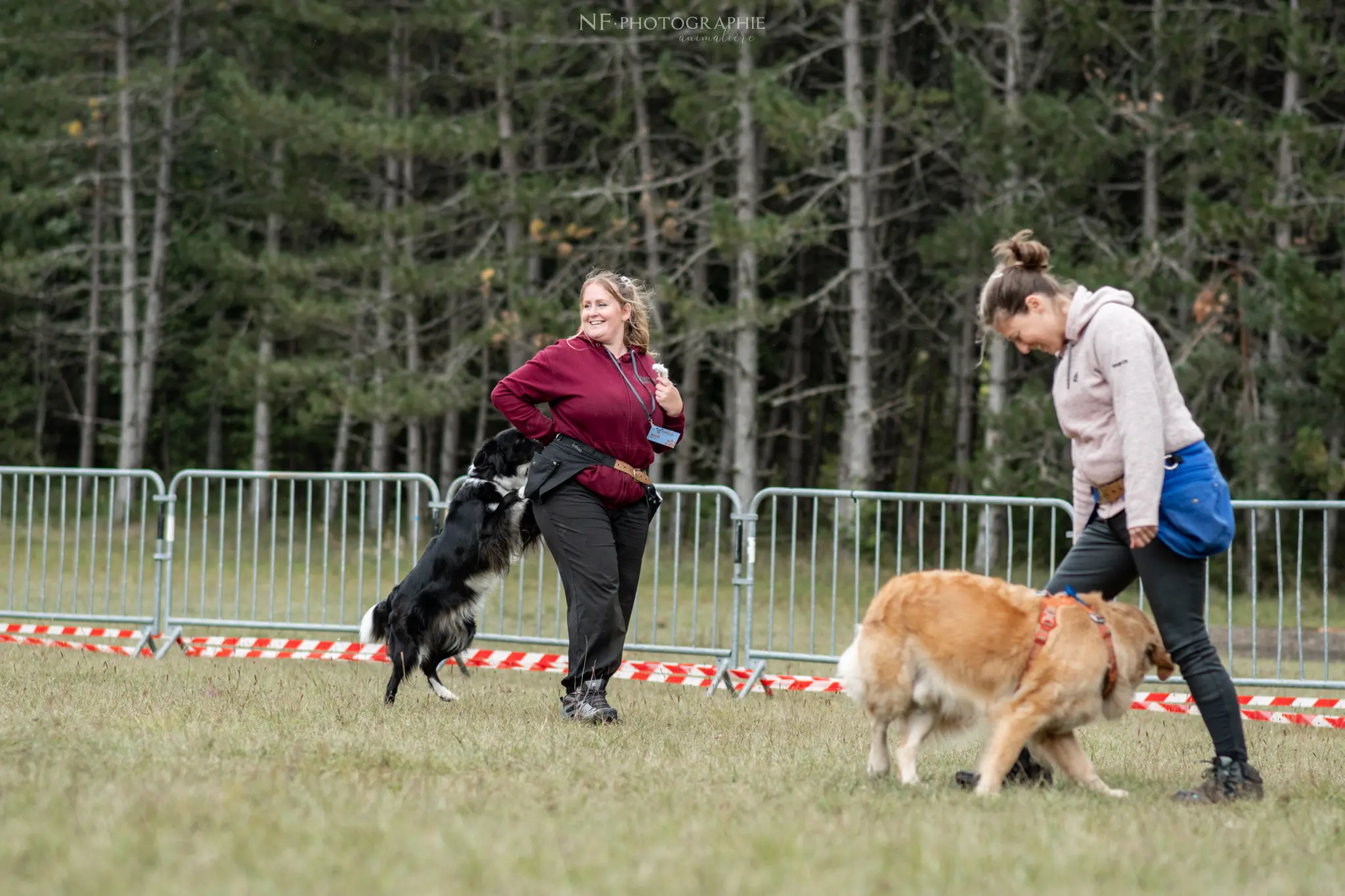 Dog Dancing - Édition 2024 - Canifun