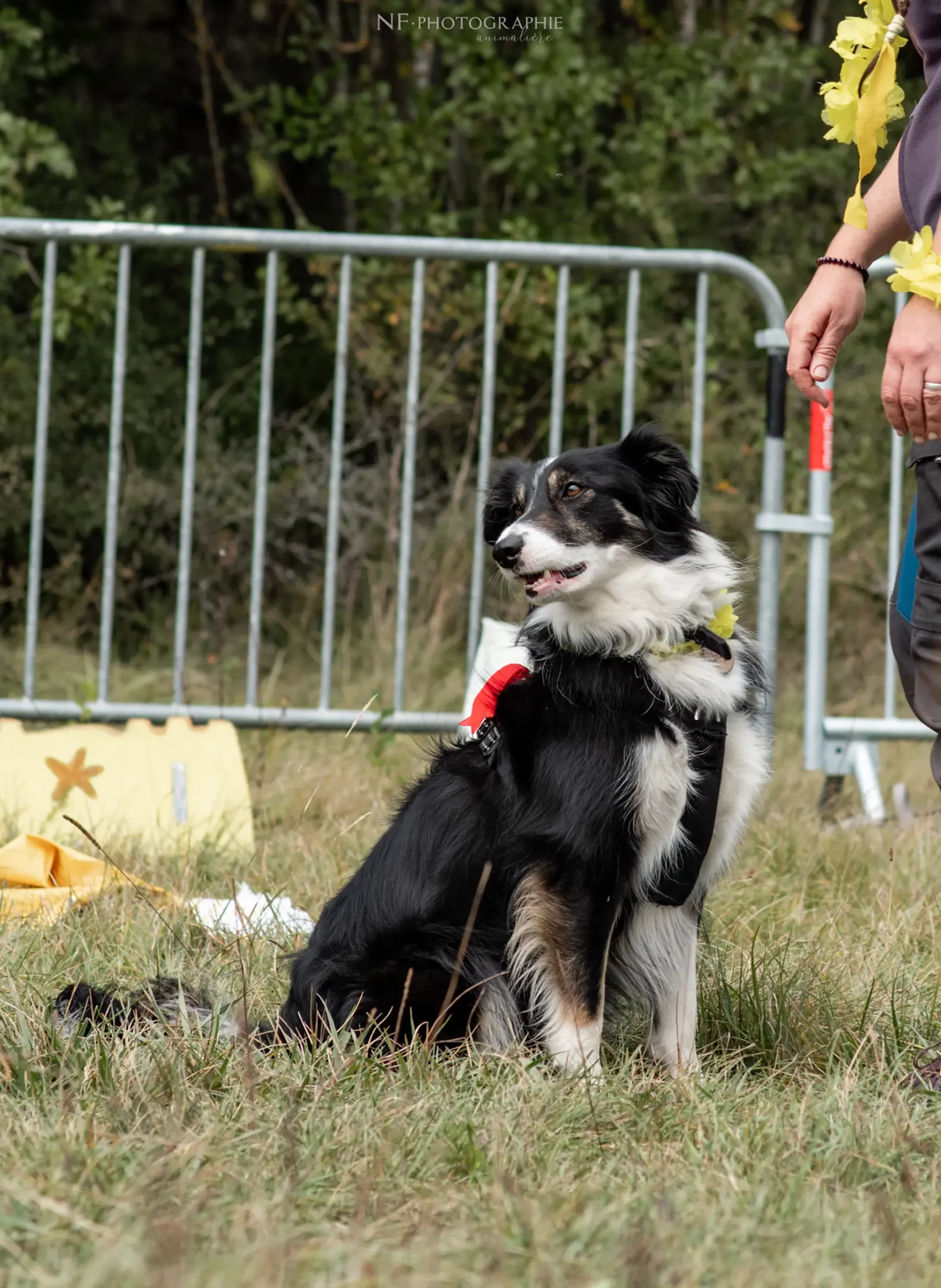 Dog Dancing - Édition 2024 - Canifun