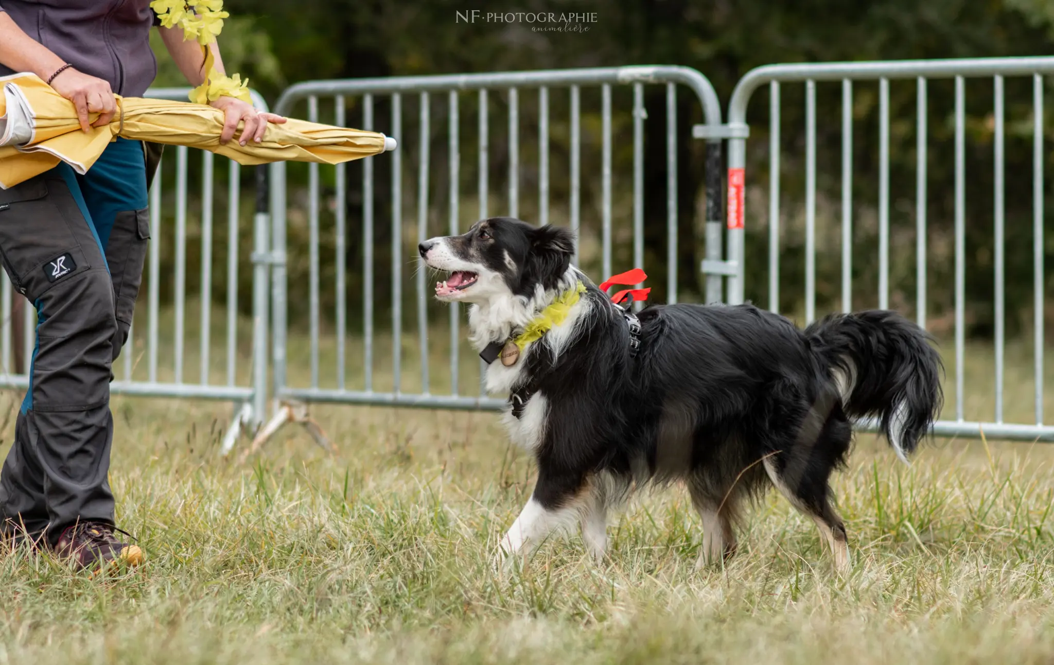 Dog Dancing - Édition 2024 - Canifun