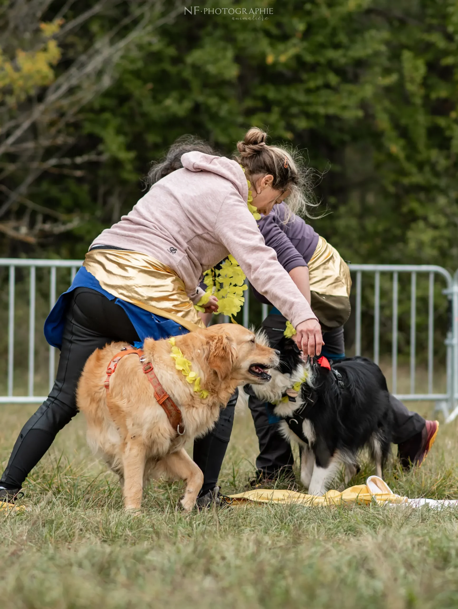 Dog Dancing - Édition 2024 - Canifun