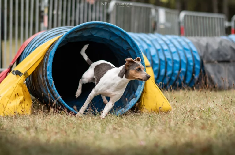 Tunnel-Cup - Édition 2024 - Canifun
