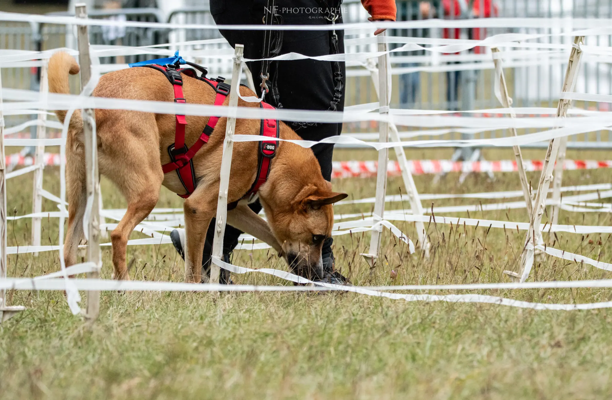 Cani-Parcours - Édition 2024 - Canifun