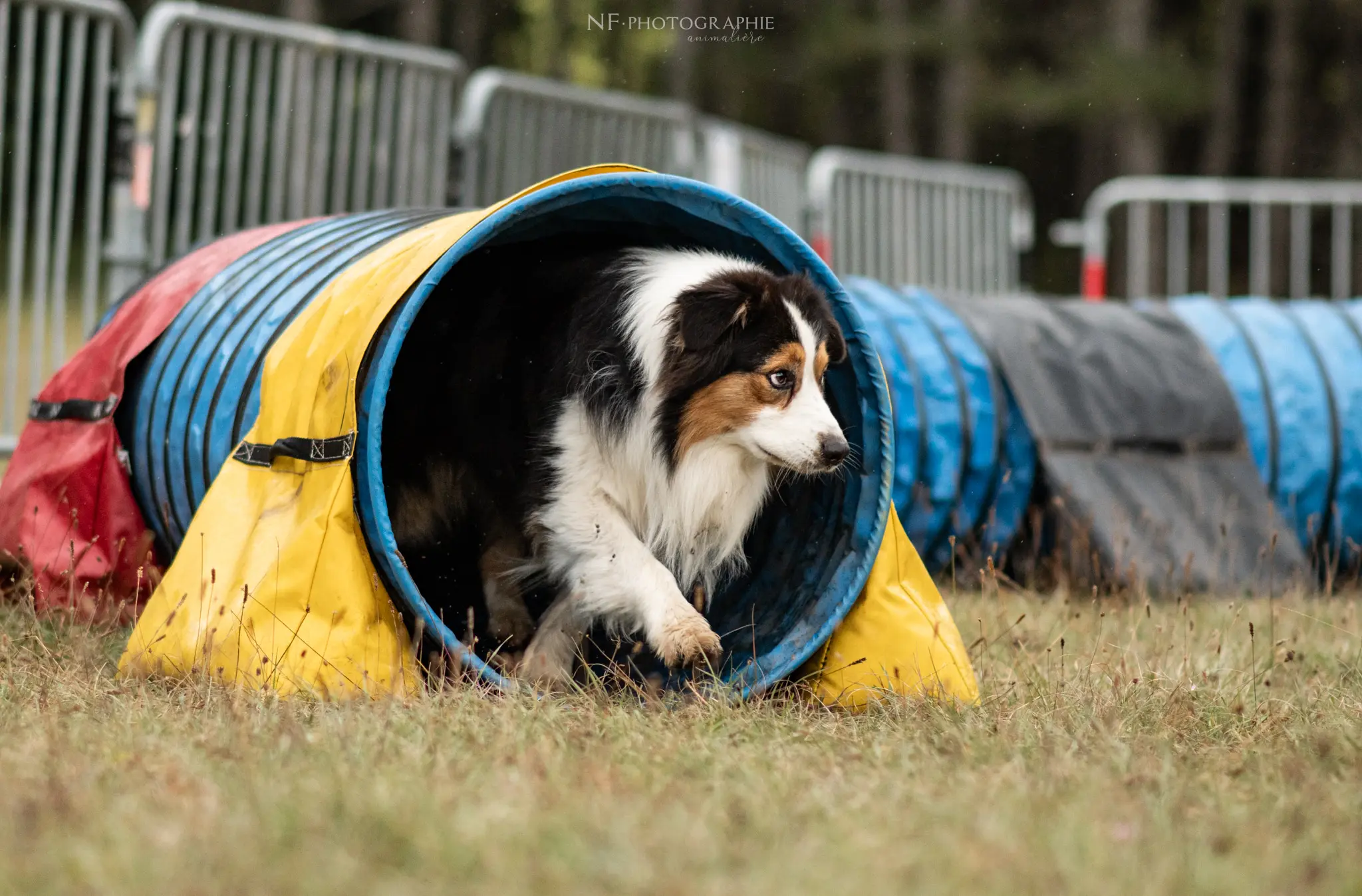 Tunnel-Cup - Édition 2024 - Canifun