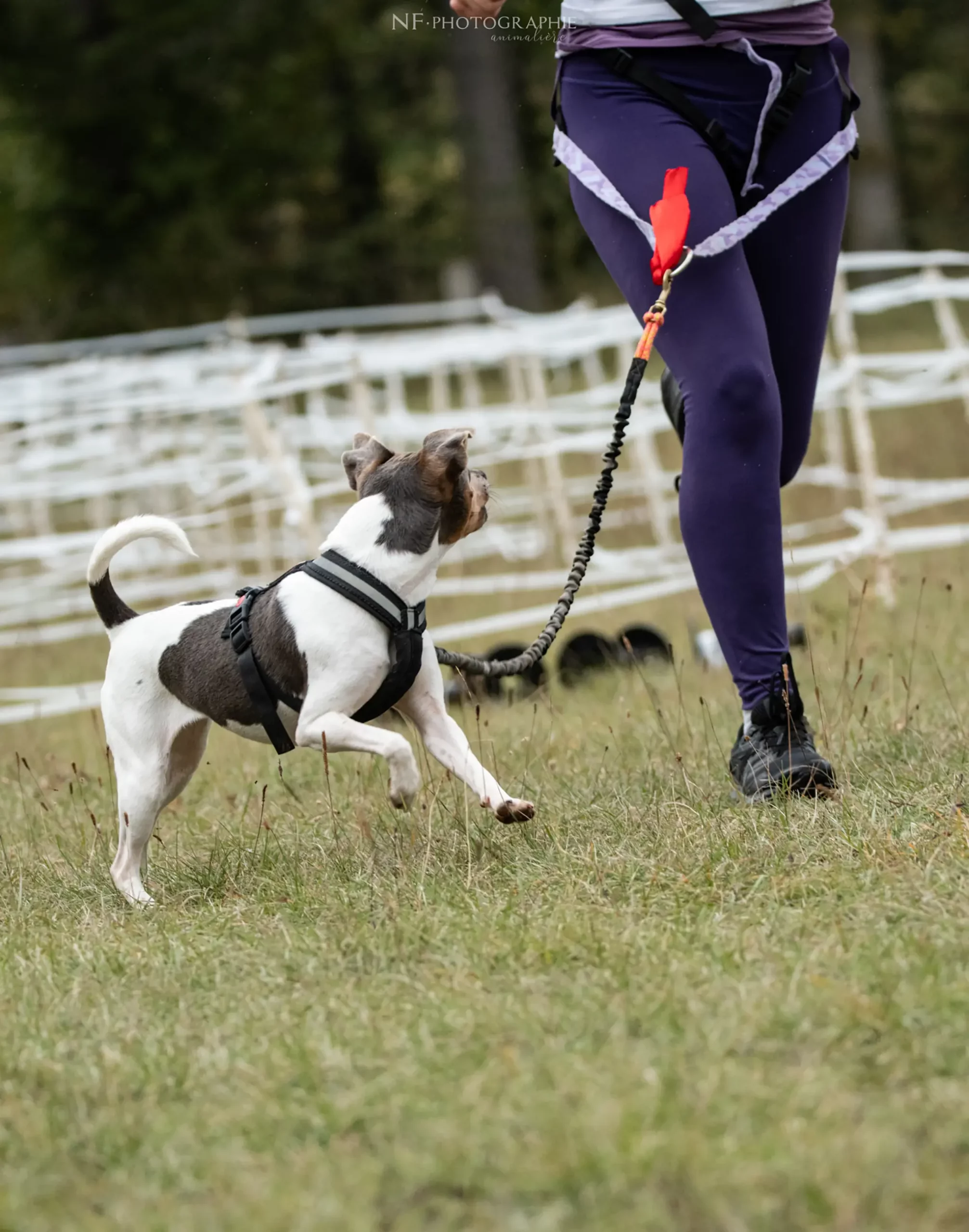 Cani-Parcours - Édition 2024 - Canifun