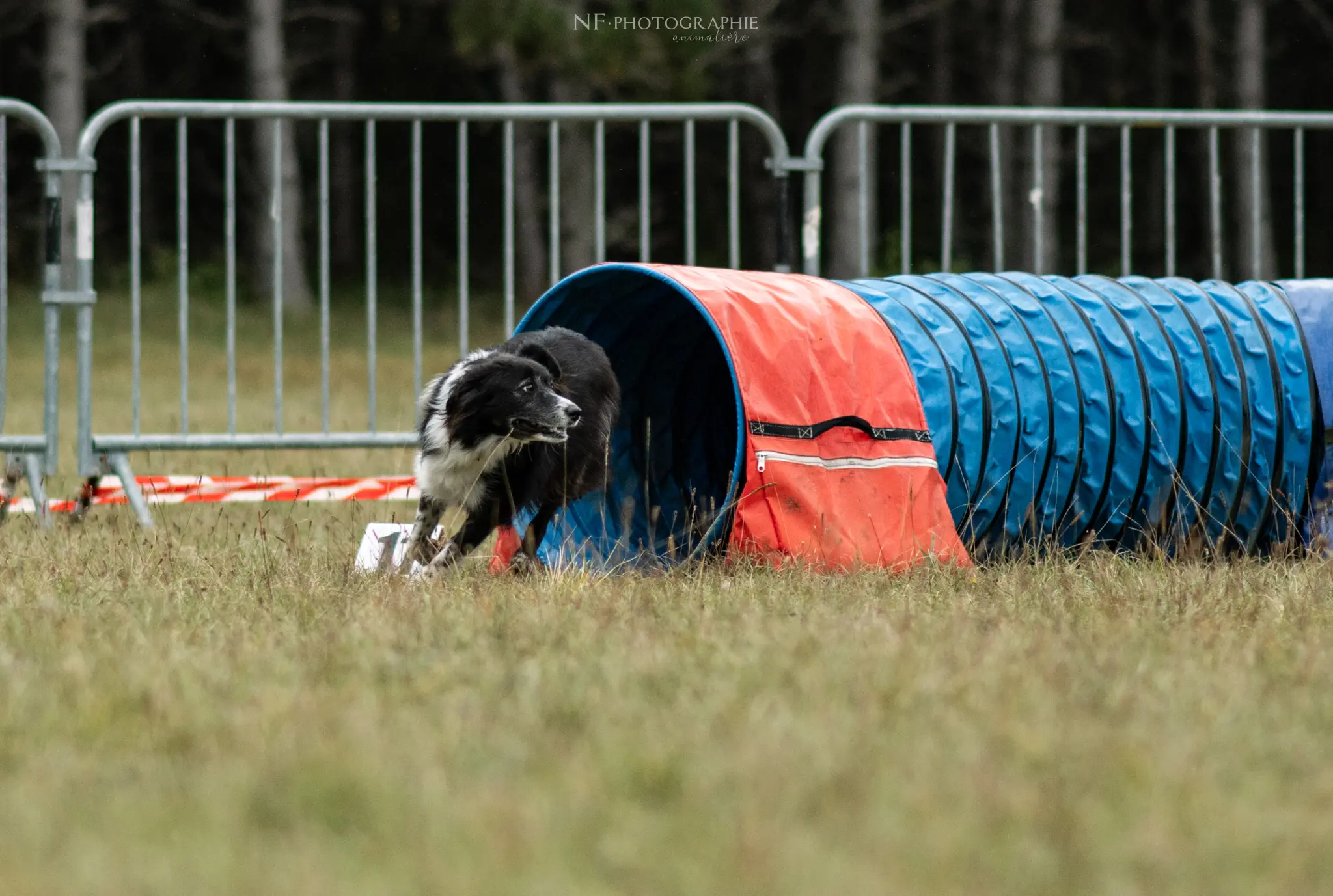 Tunnel-Cup - Édition 2024 - Canifun