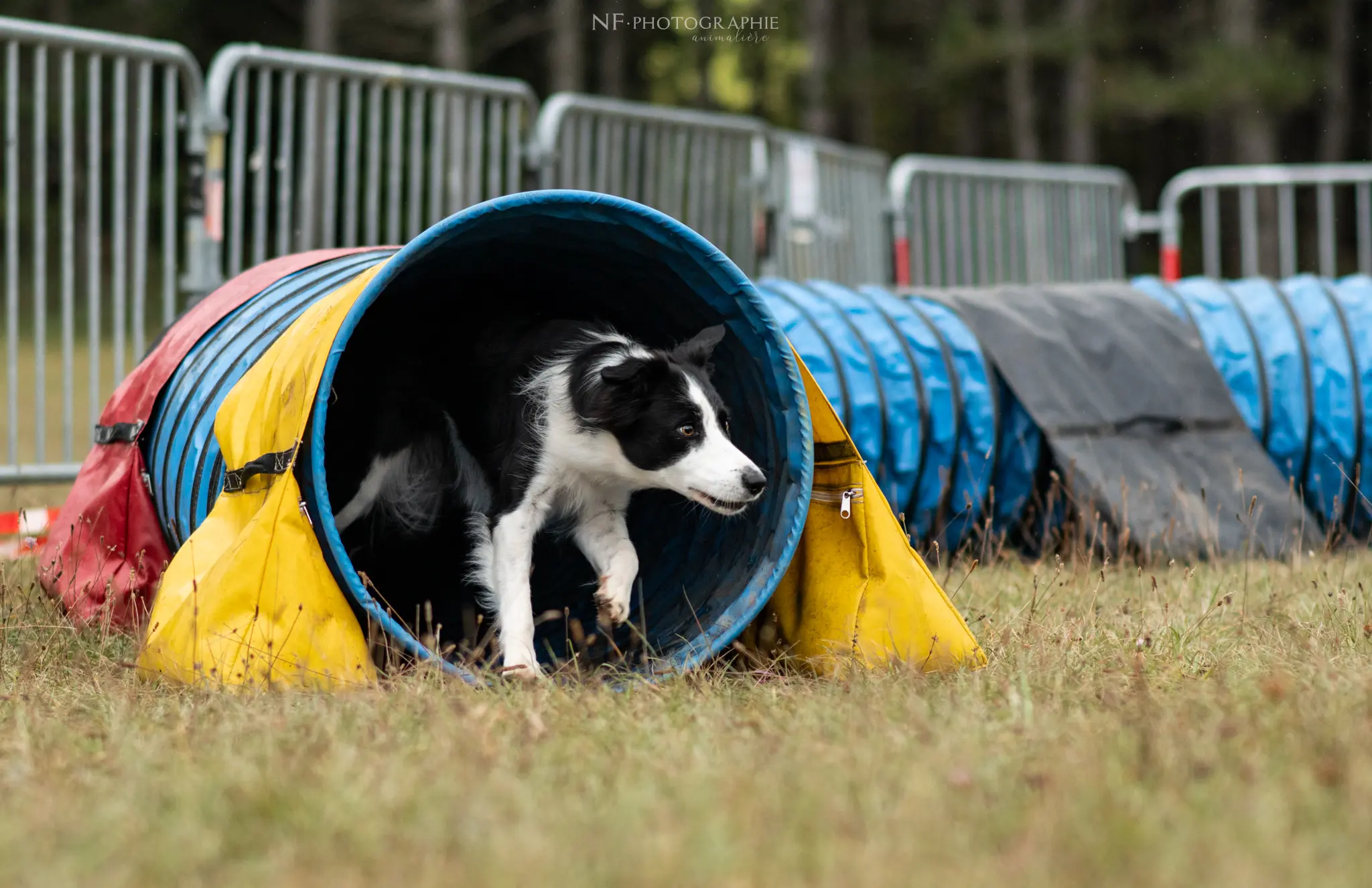 Tunnel-Cup - Édition 2024 - Canifun