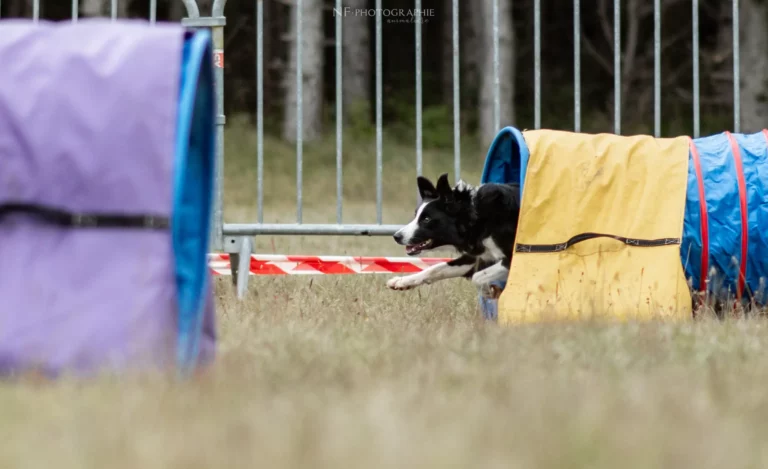 Tunnel-Cup - Édition 2024 - Canifun