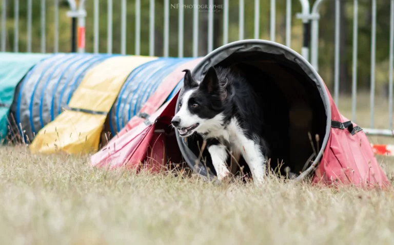 Tunnel-Cup - Édition 2024 - Canifun