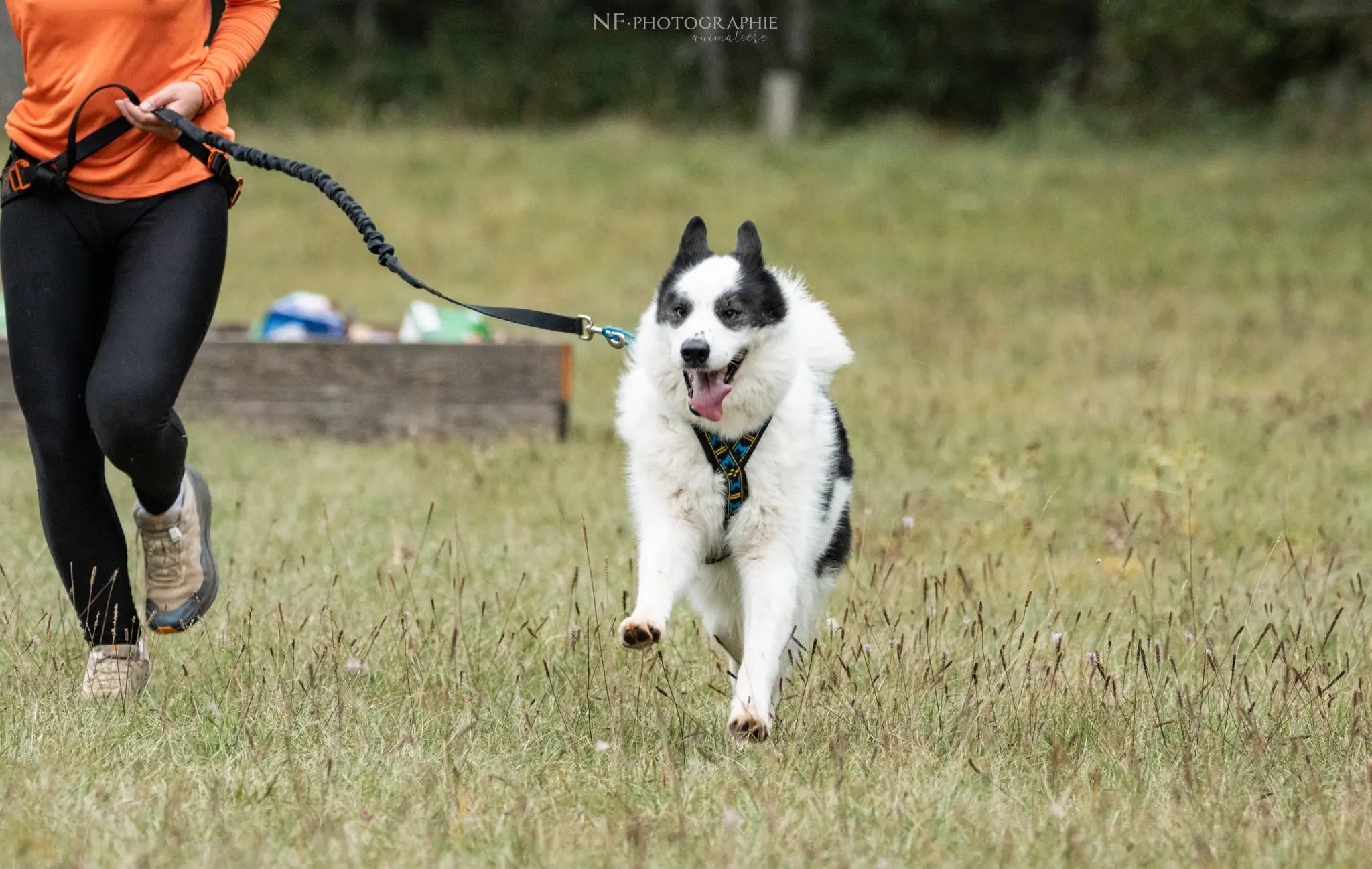 Cani-Parcours - Édition 2024 - Canifun