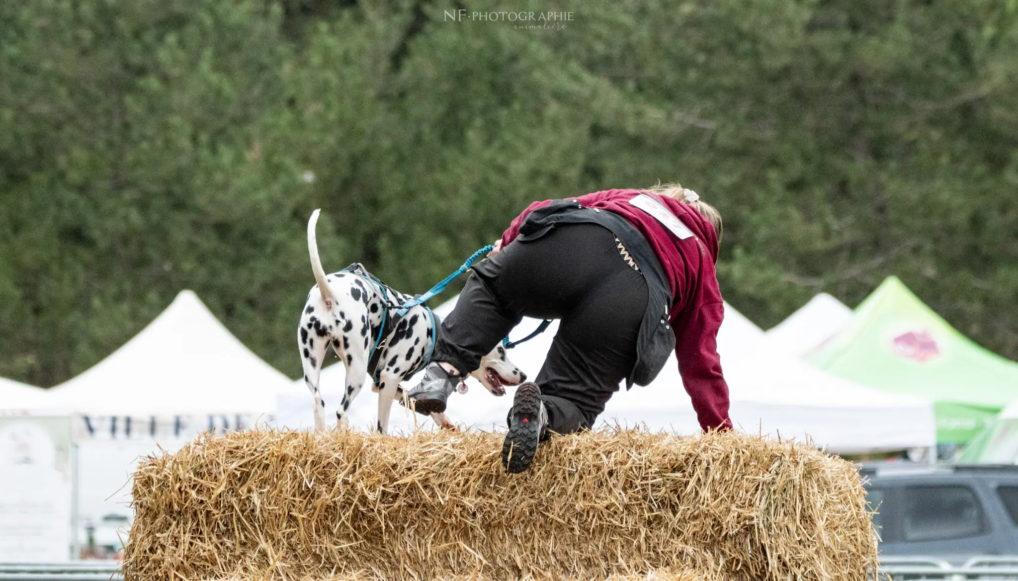 Cani-Parcours - Édition 2024 - Canifun