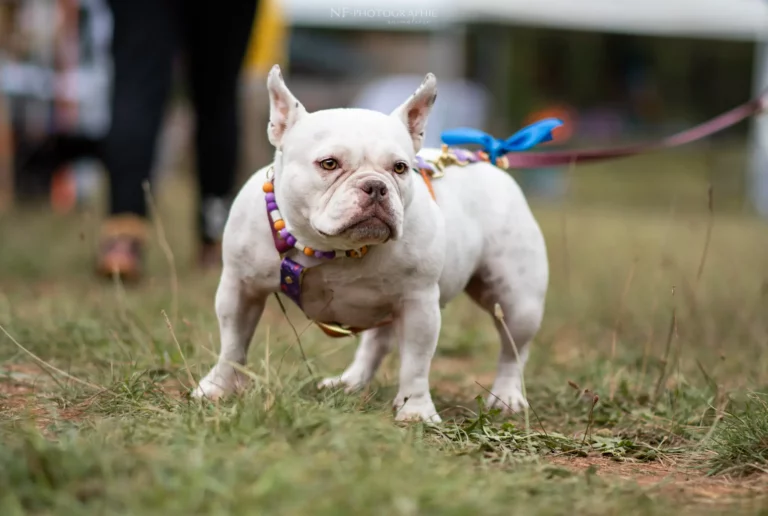 Village - Samedi - Édition 2024 - Canifun