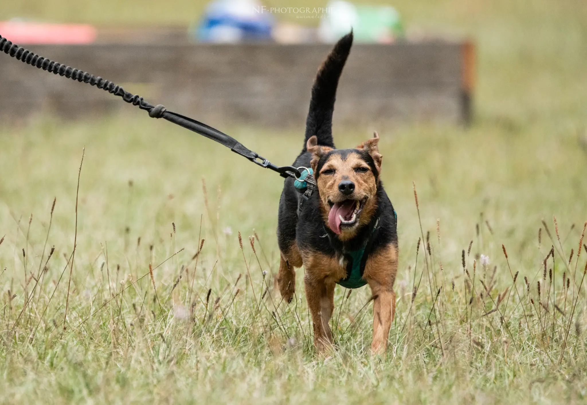 Cani-Parcours - Édition 2024 - Canifun