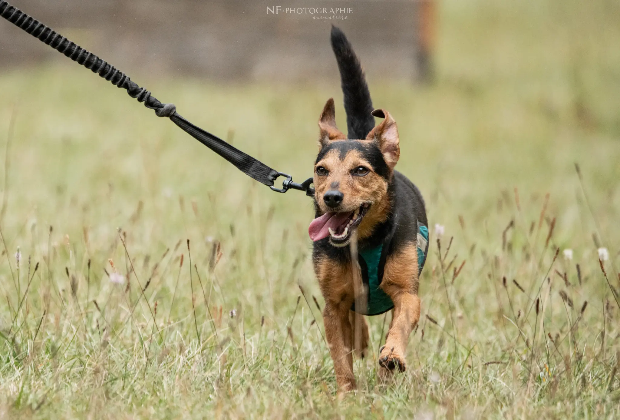 Cani-Parcours - Édition 2024 - Canifun