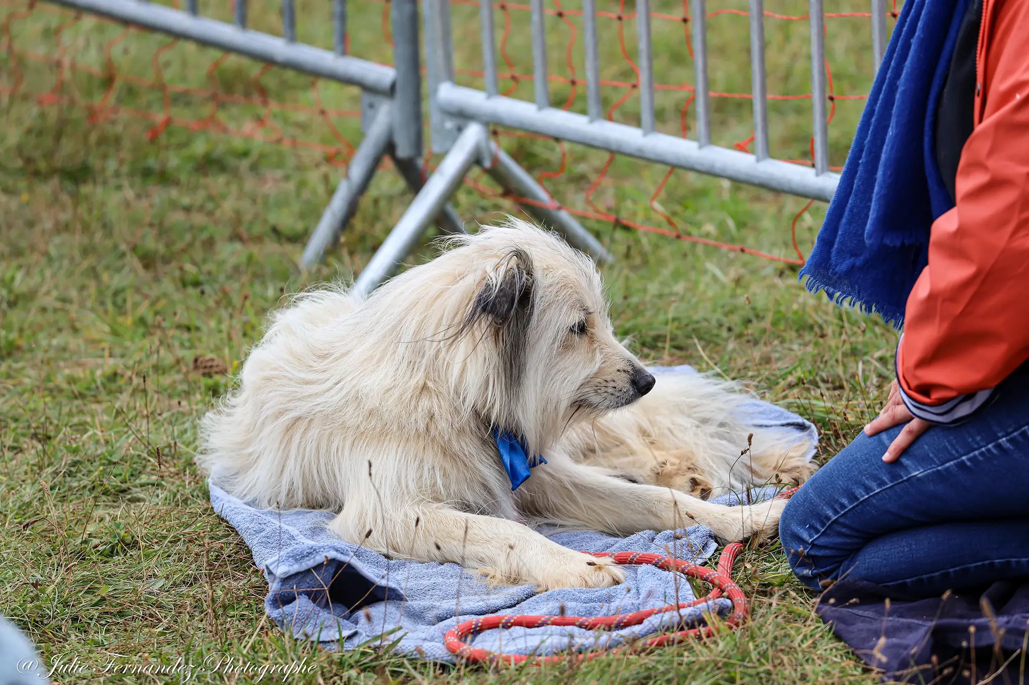 Massage Canin - Édition 2024 - Canifun