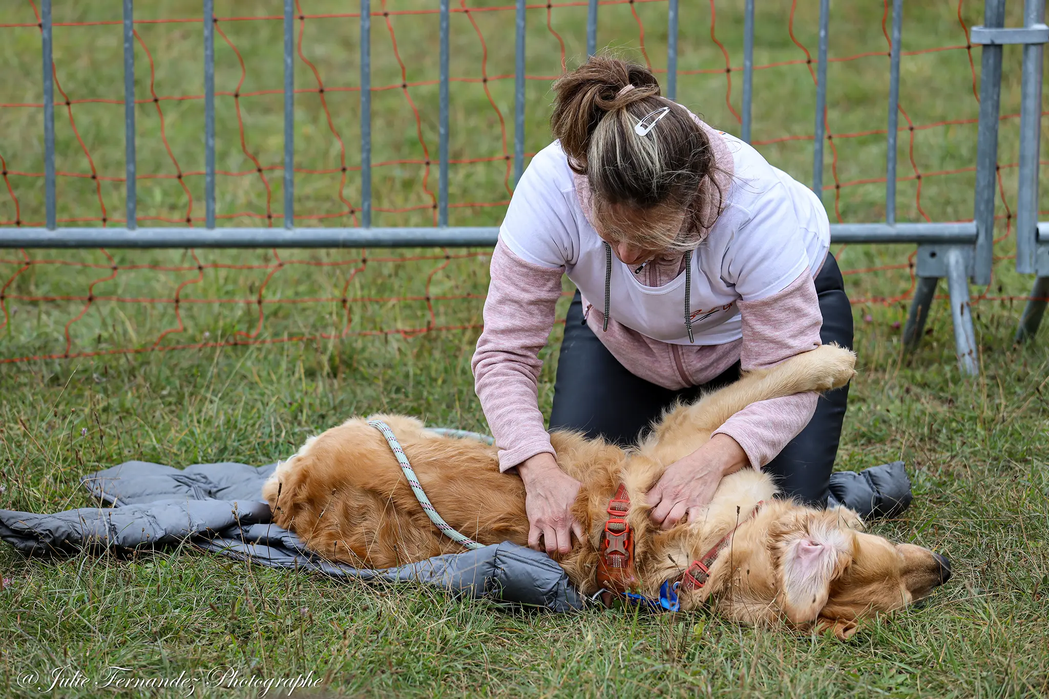 Massage Canin - Édition 2024 - Canifun