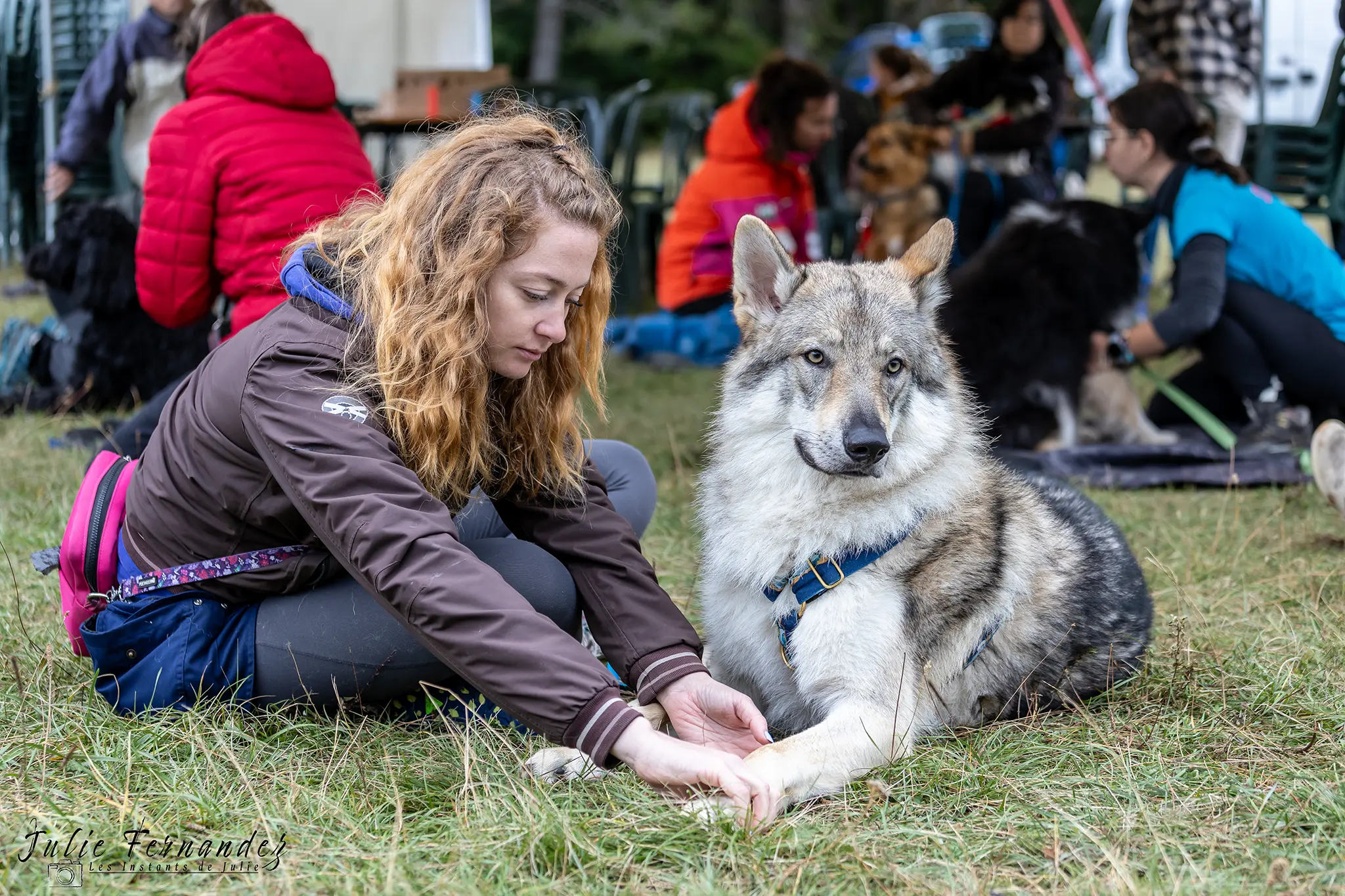 Massage Canin - Édition 2024 - Canifun