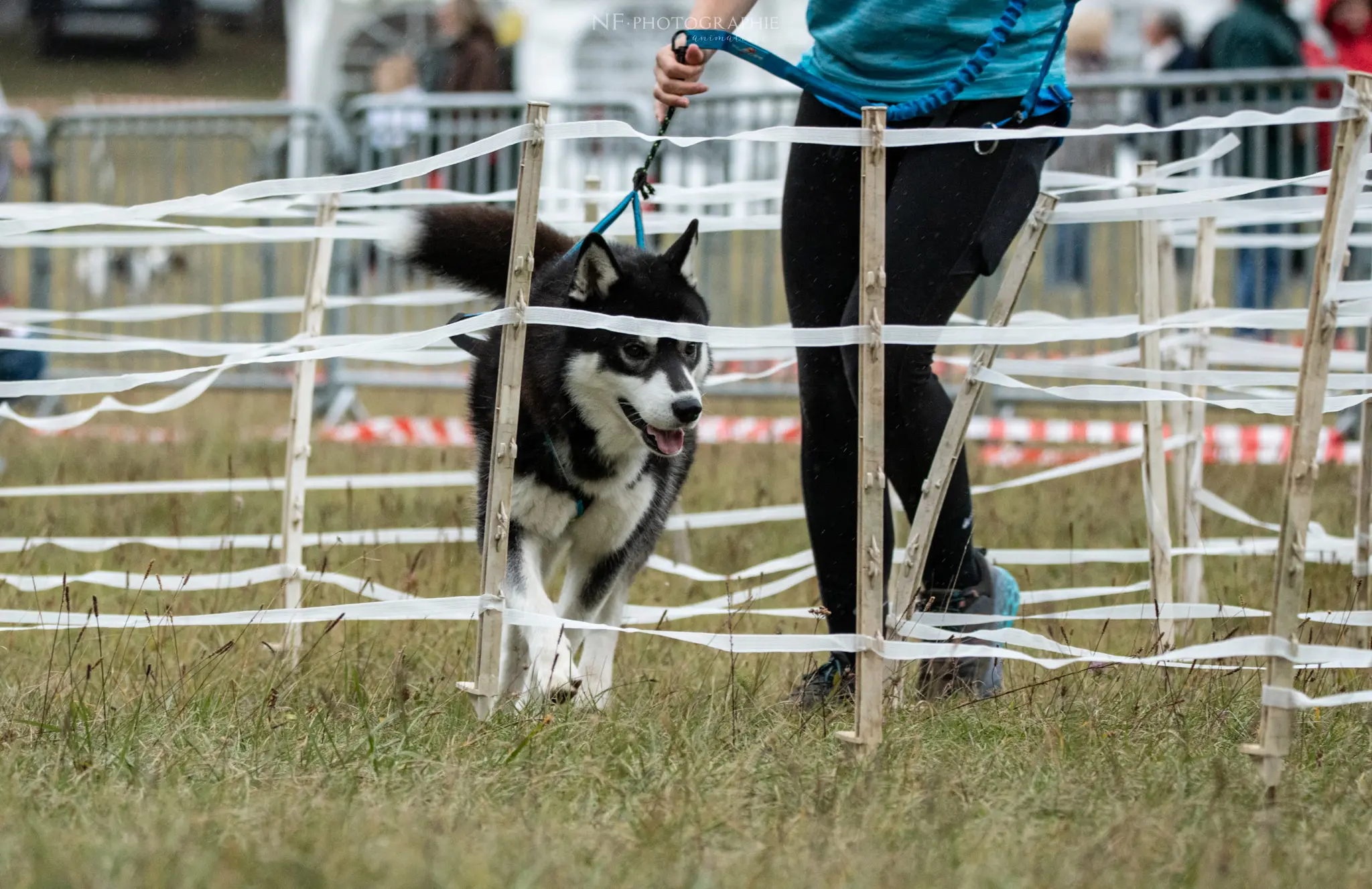 Cani-Parcours - Édition 2024 - Canifun