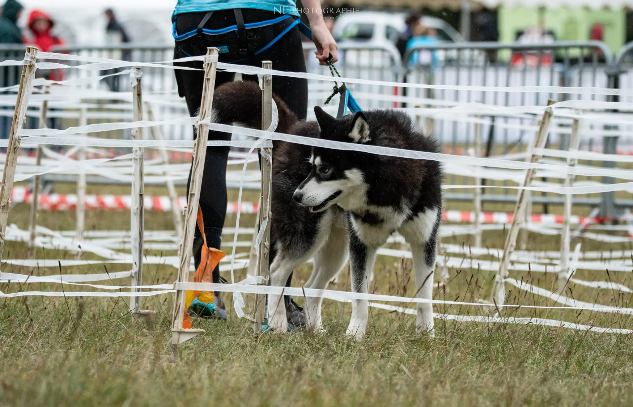 Cani-Parcours - Édition 2024 - Canifun