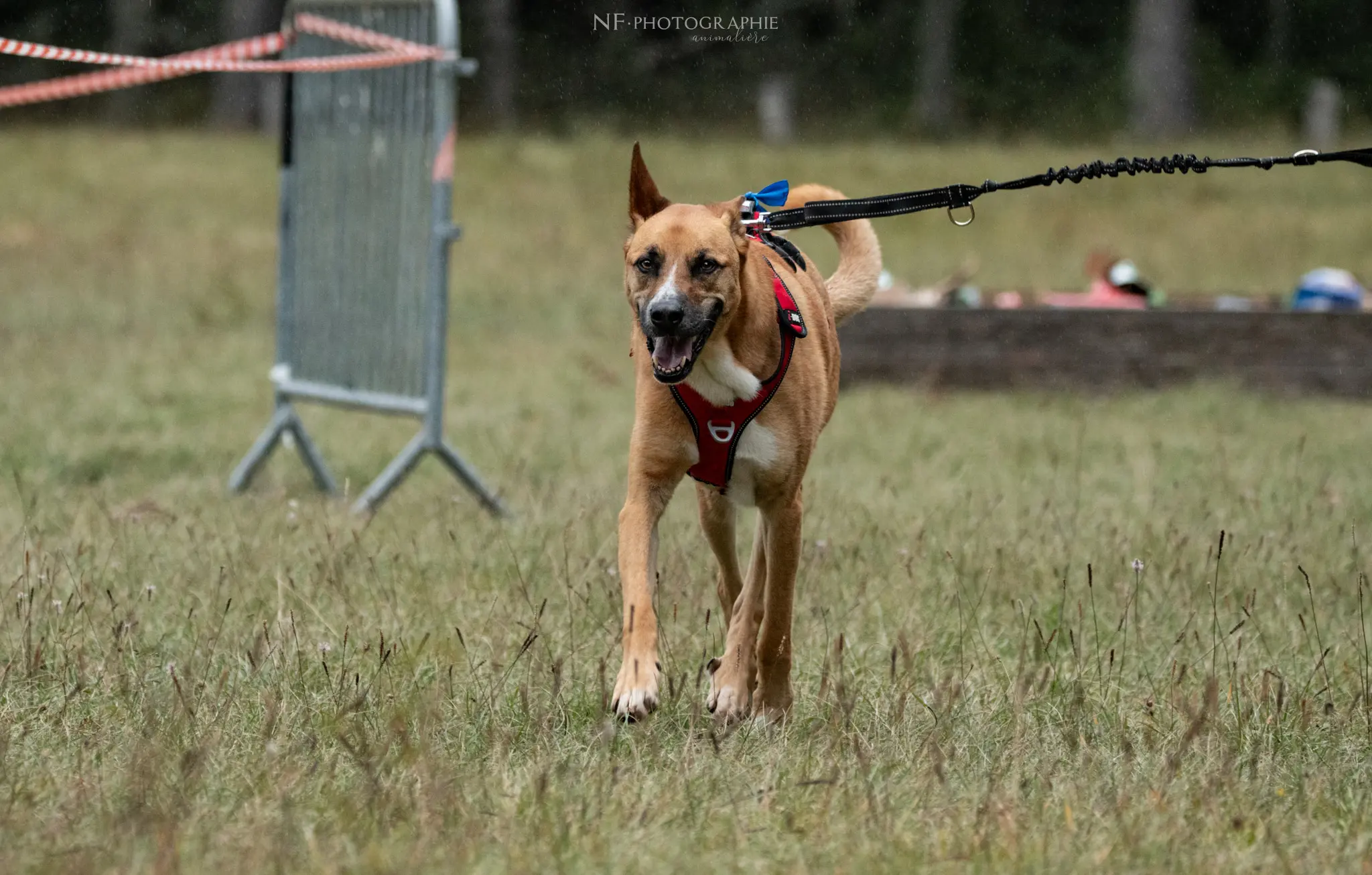 Cani-Parcours - Édition 2024 - Canifun