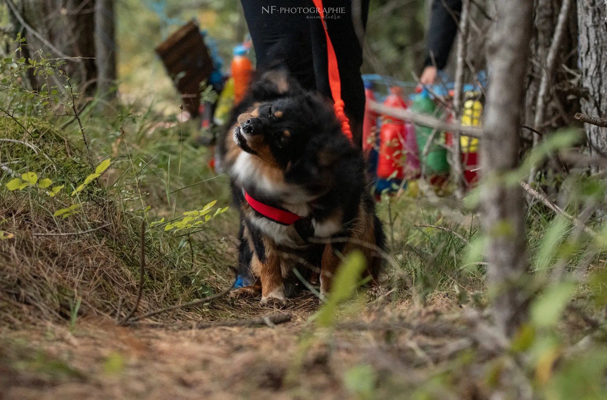 Cani-Parcours - Édition 2024 - Canifun