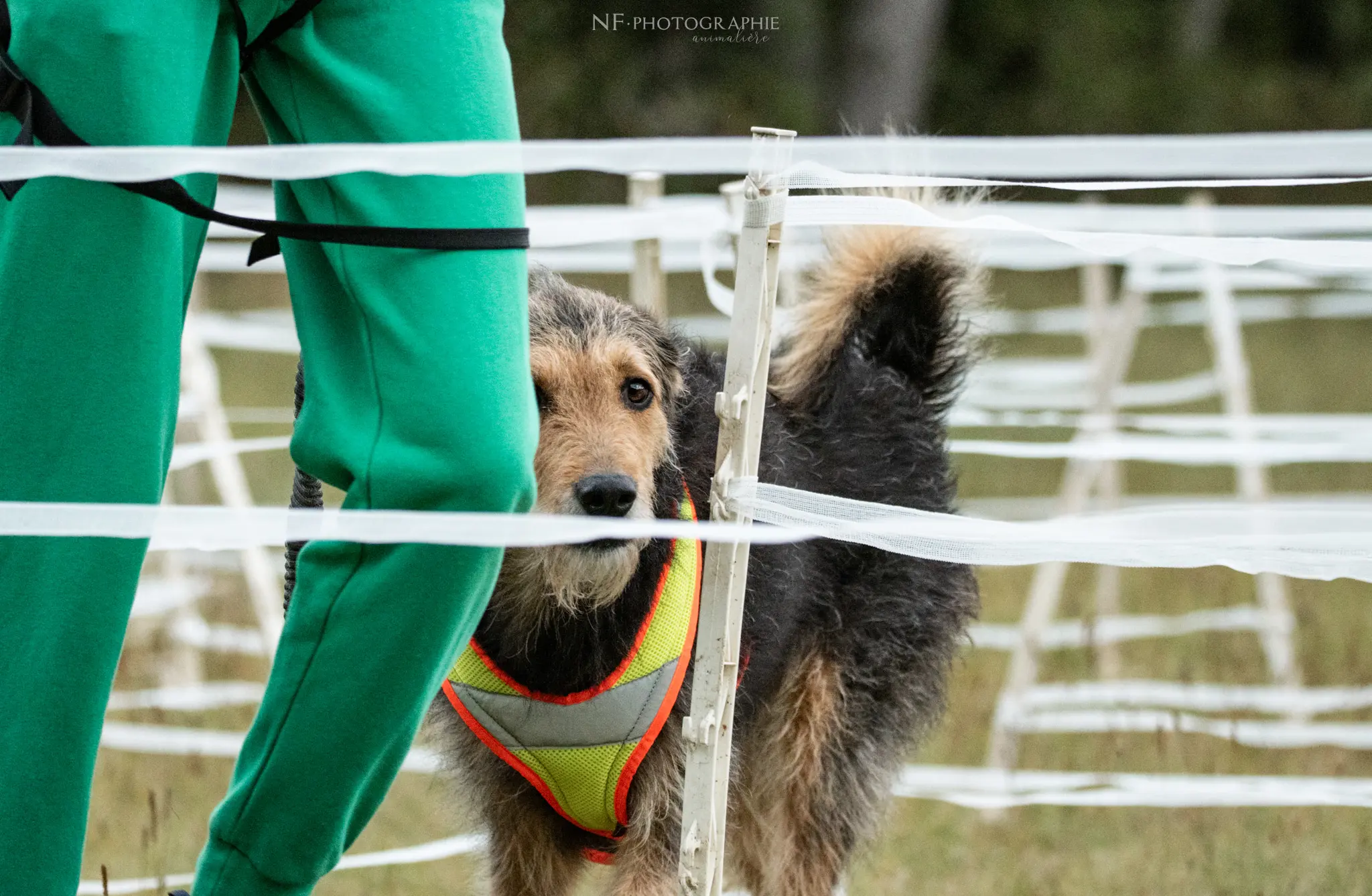 Cani-Parcours - Édition 2024 - Canifun