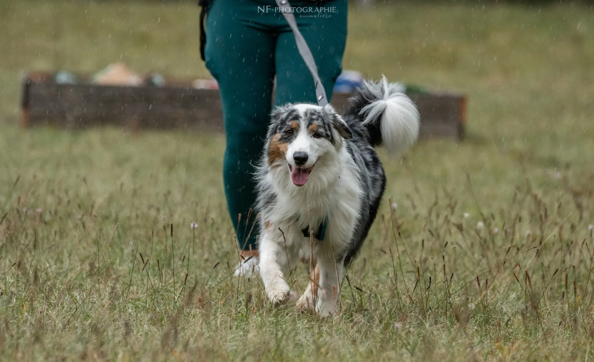 Cani-Parcours - Édition 2024 - Canifun