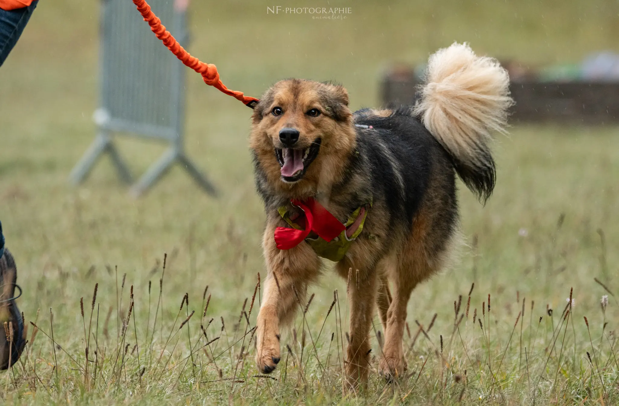 Cani-Parcours - Édition 2024 - Canifun