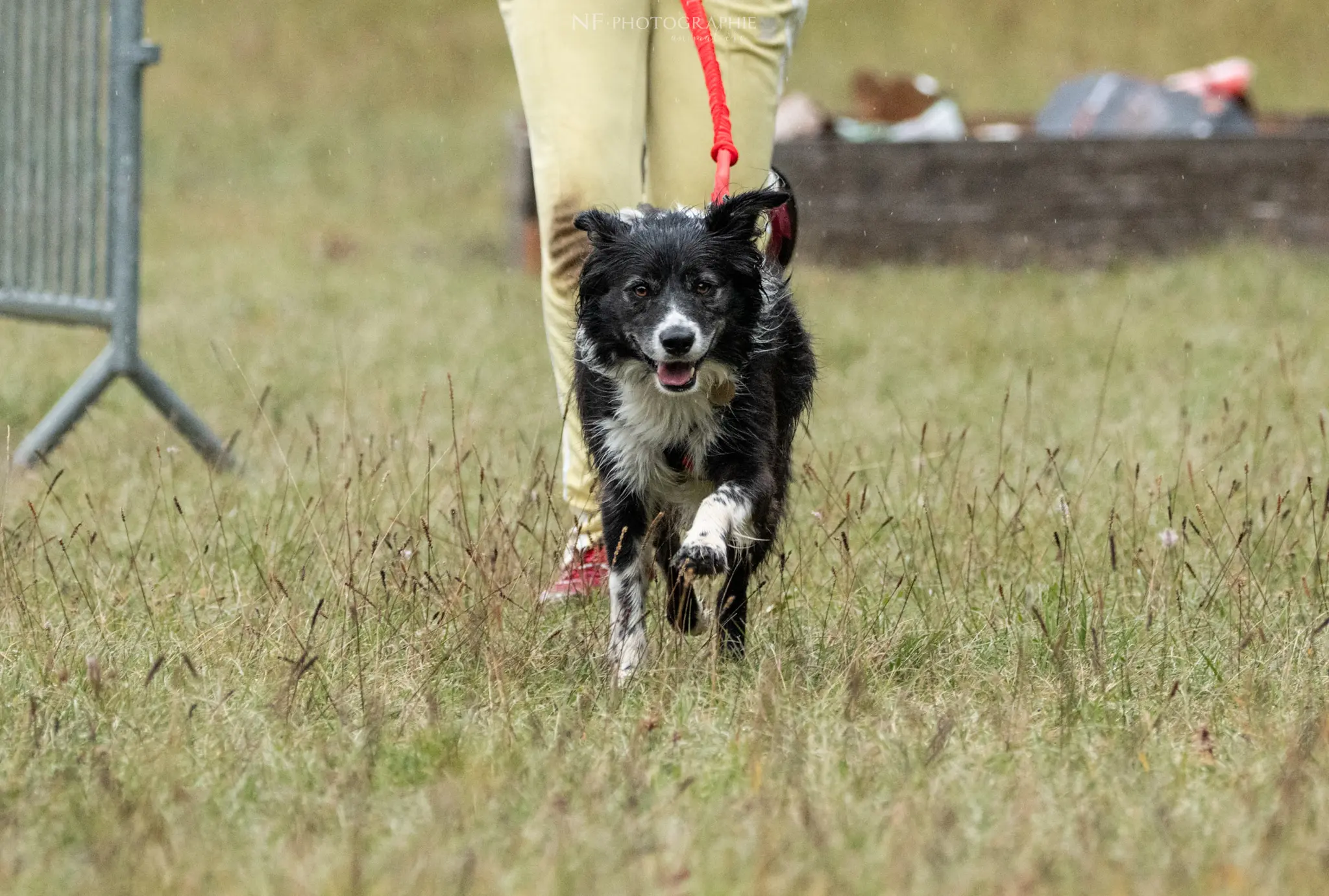 Cani-Parcours - Édition 2024 - Canifun