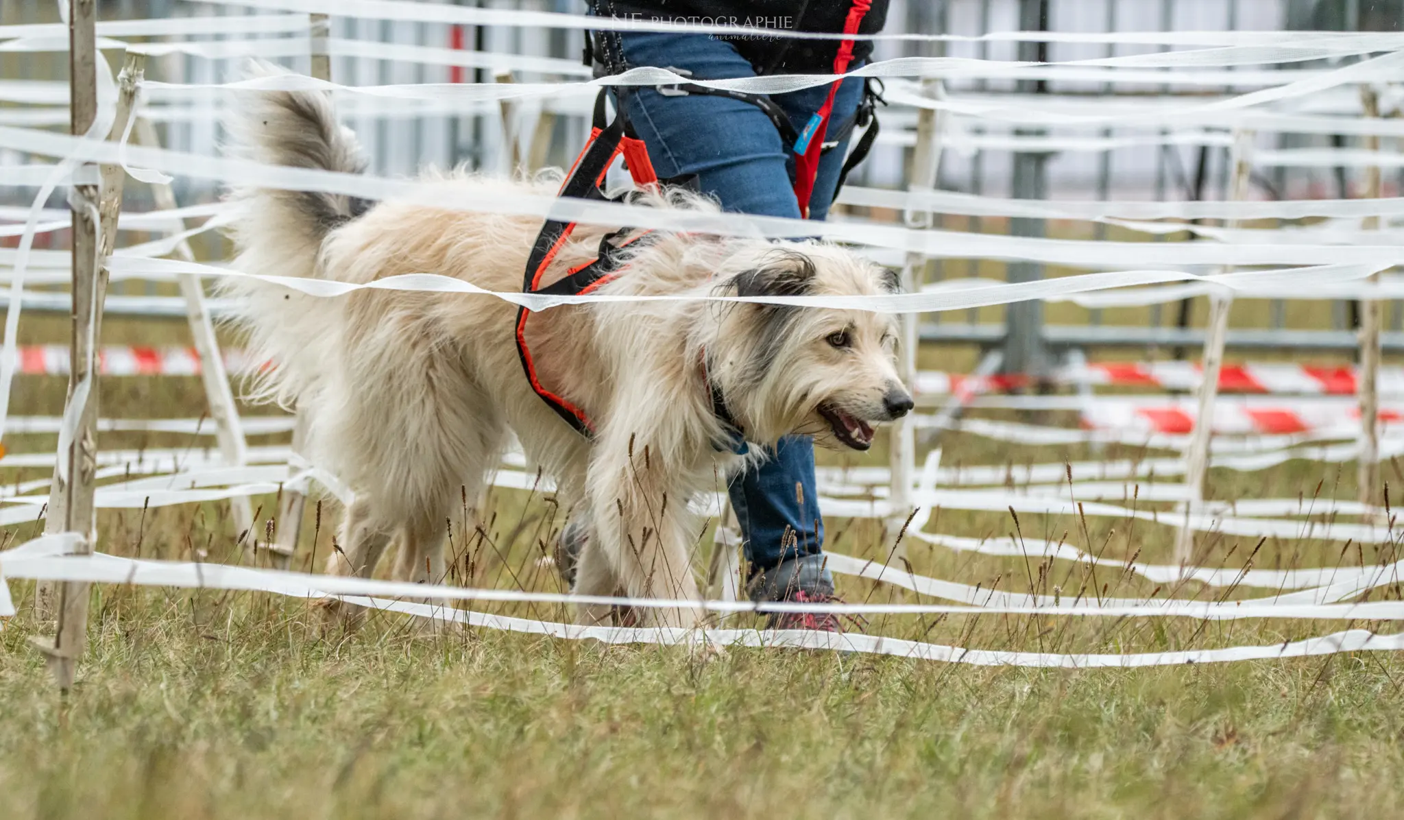 Cani-Parcours - Édition 2024 - Canifun