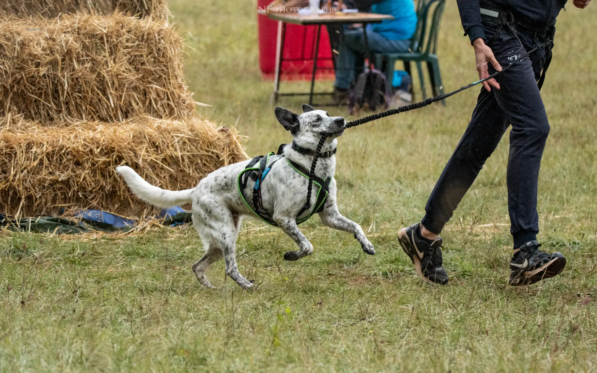 Cani-Parcours - Édition 2024 - Canifun