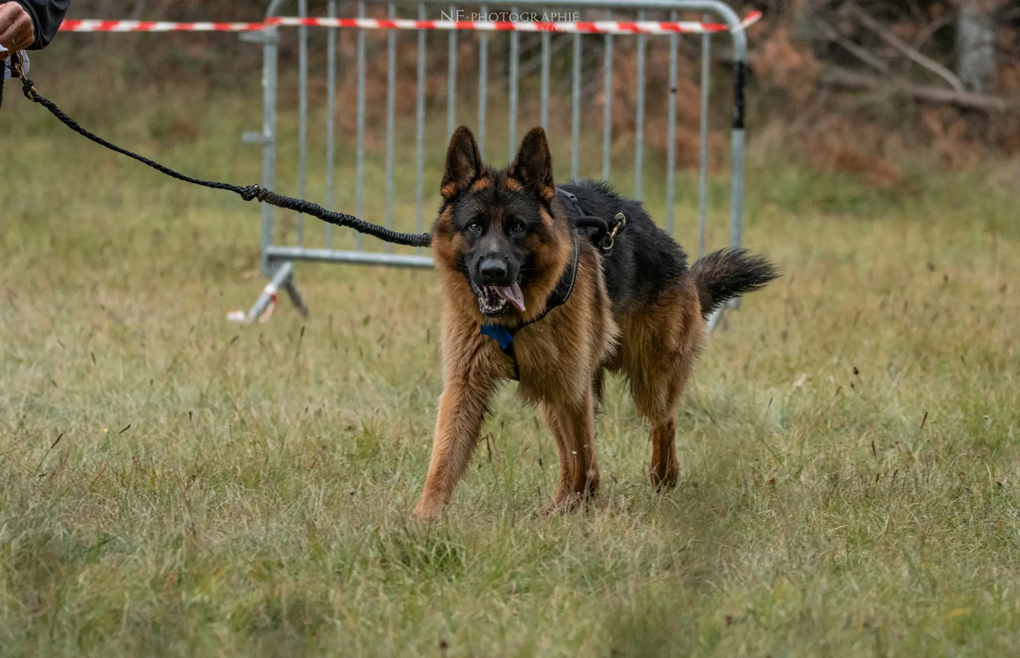 Cani-Parcours - Édition 2024 - Canifun