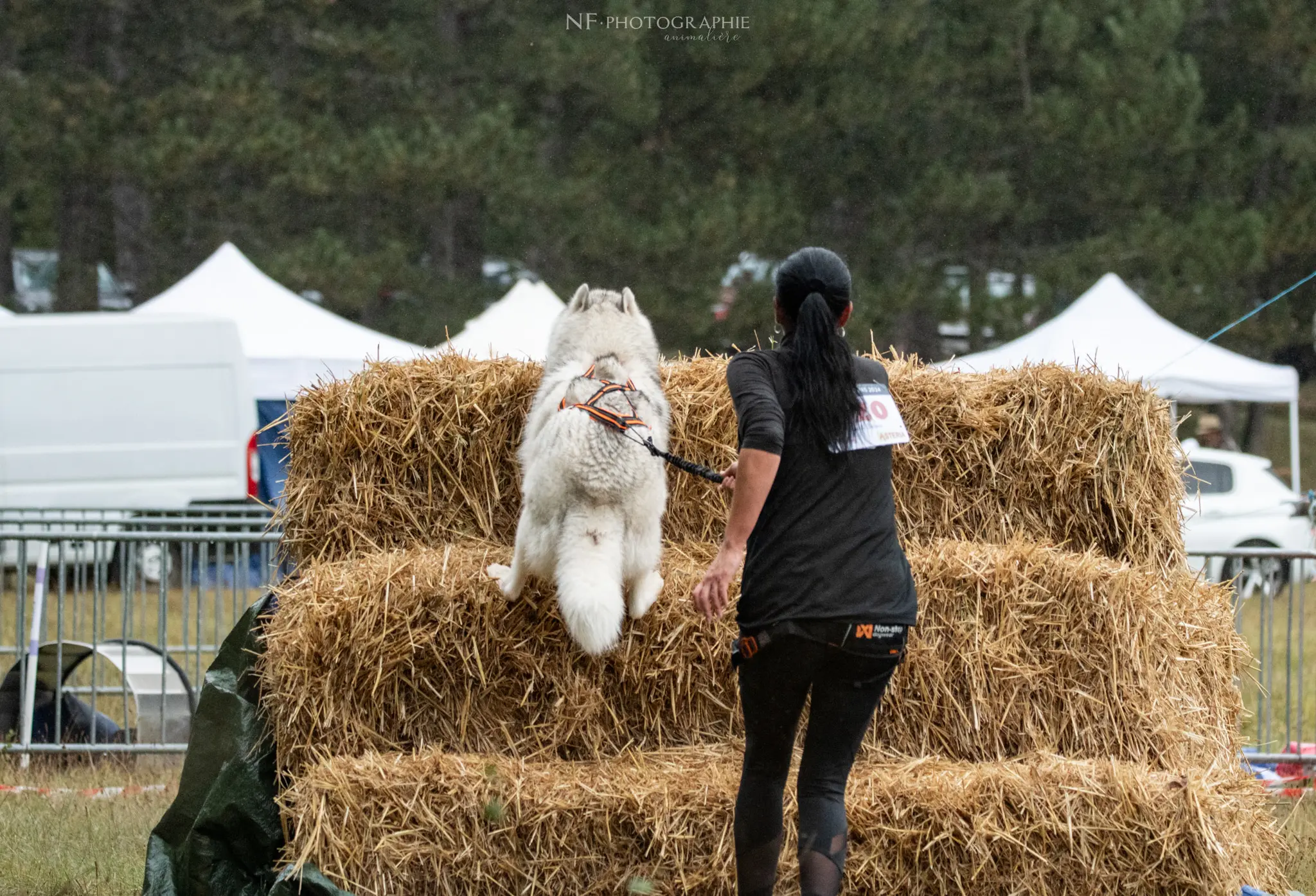 Cani-Parcours - Édition 2024 - Canifun