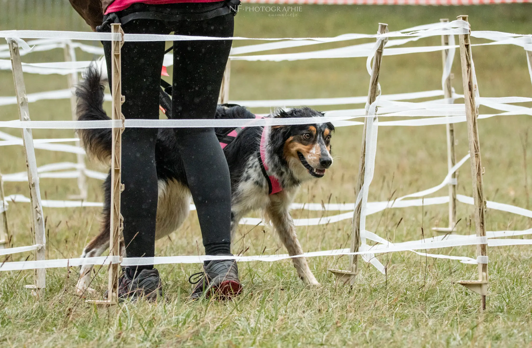 Cani-Parcours - Édition 2024 - Canifun