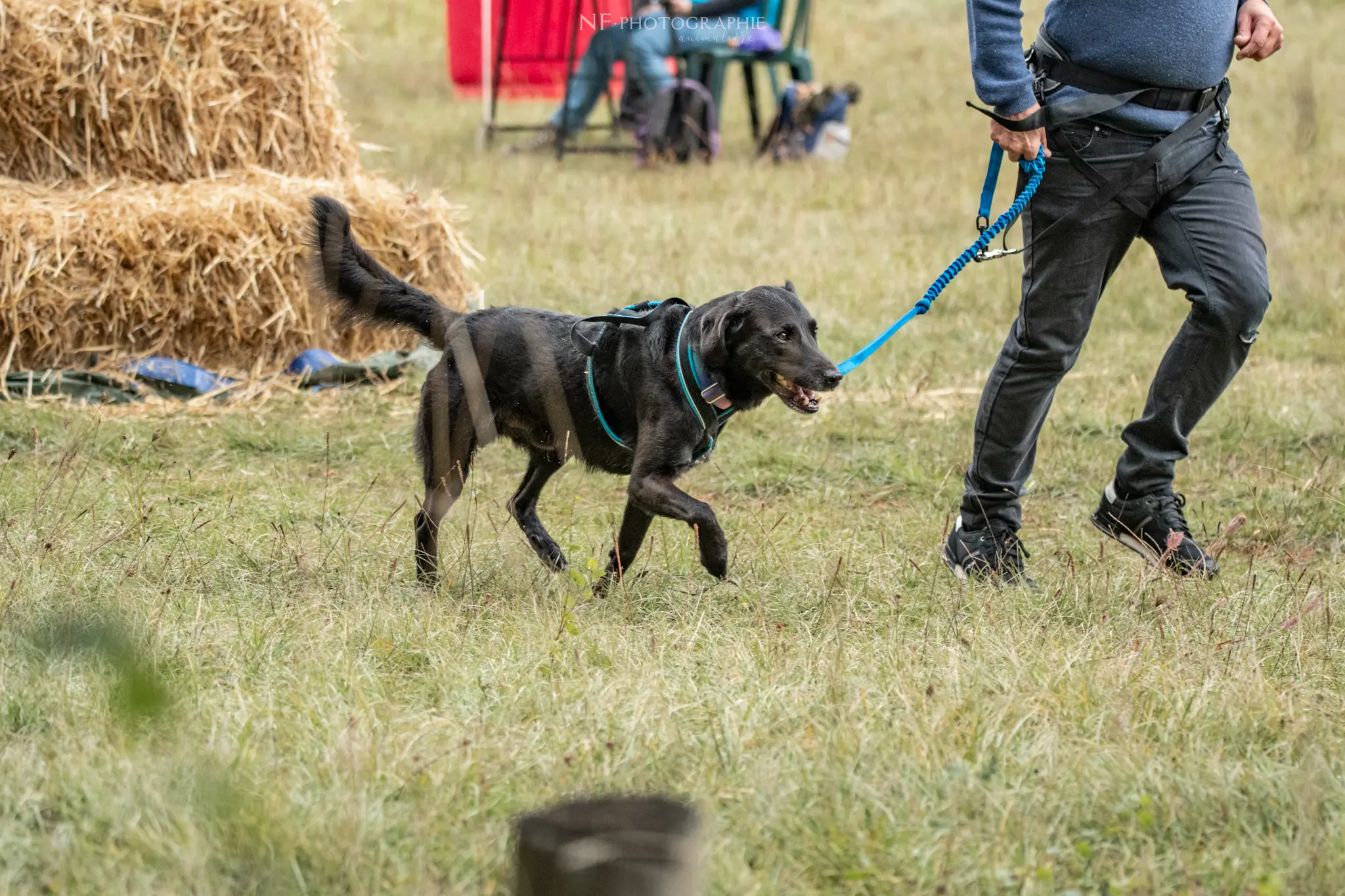 Cani-Parcours - Édition 2024 - Canifun