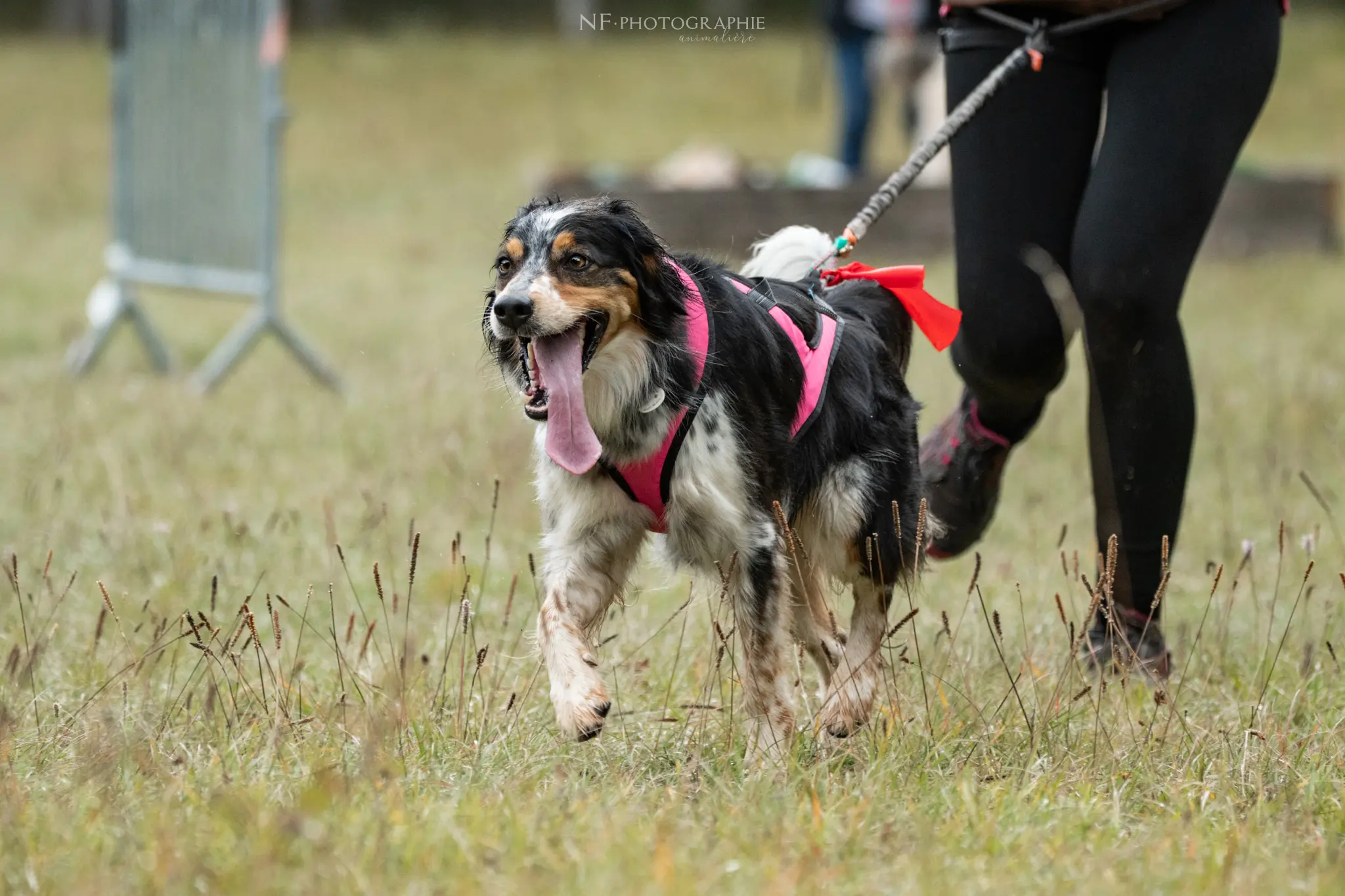 Cani-Parcours - Édition 2024 - Canifun