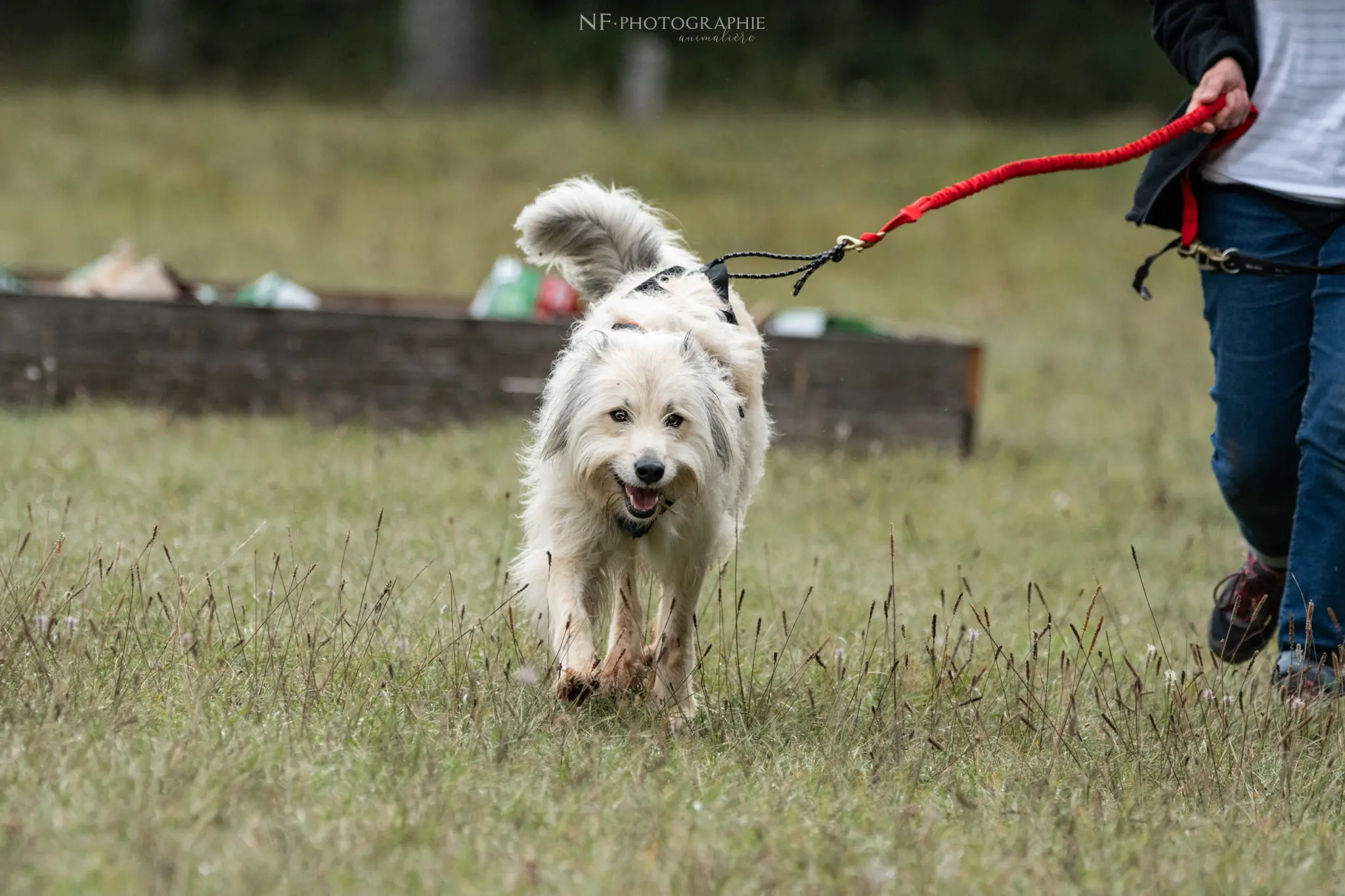 Cani-Parcours - Édition 2024 - Canifun