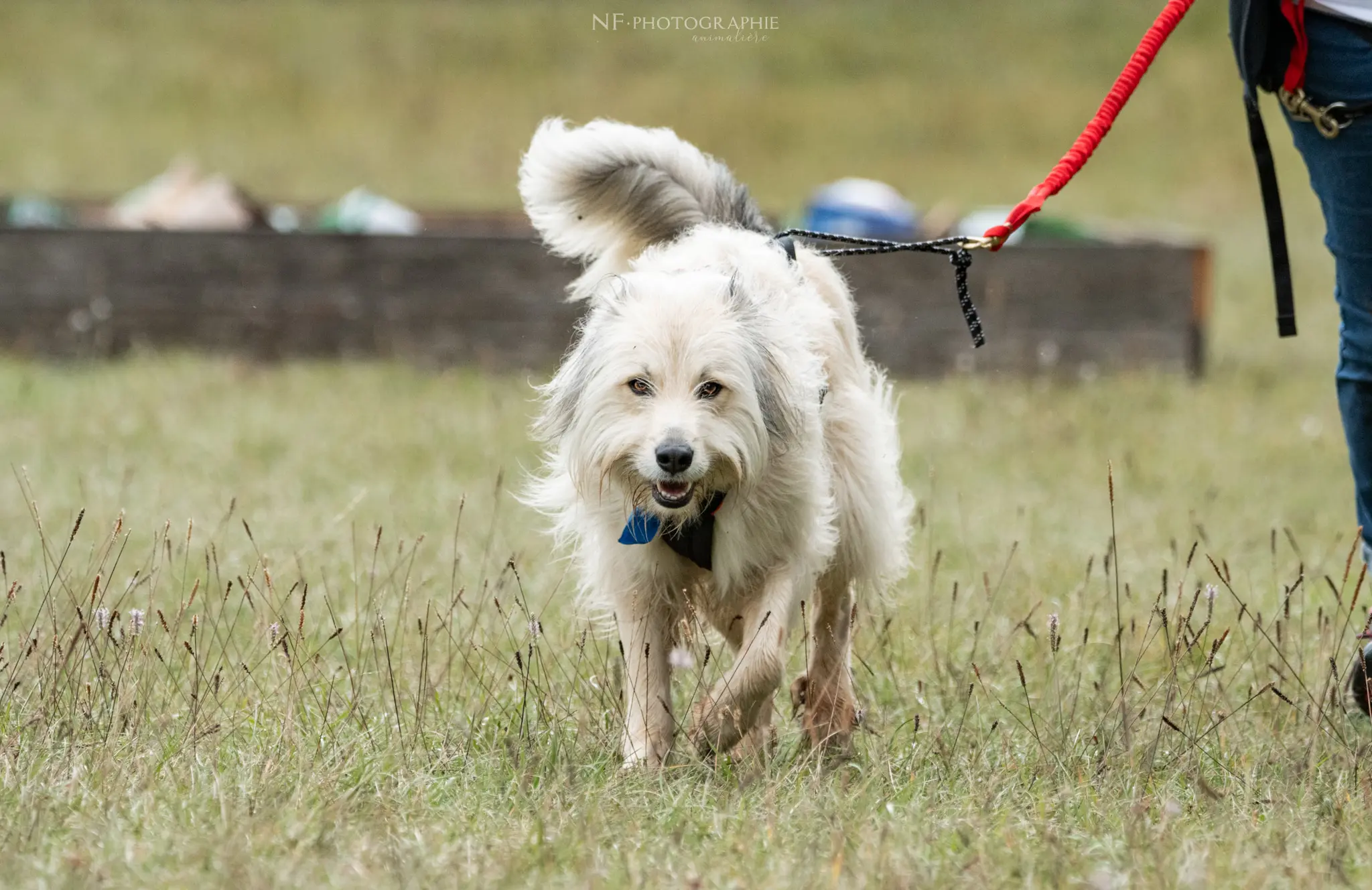 Cani-Parcours - Édition 2024 - Canifun