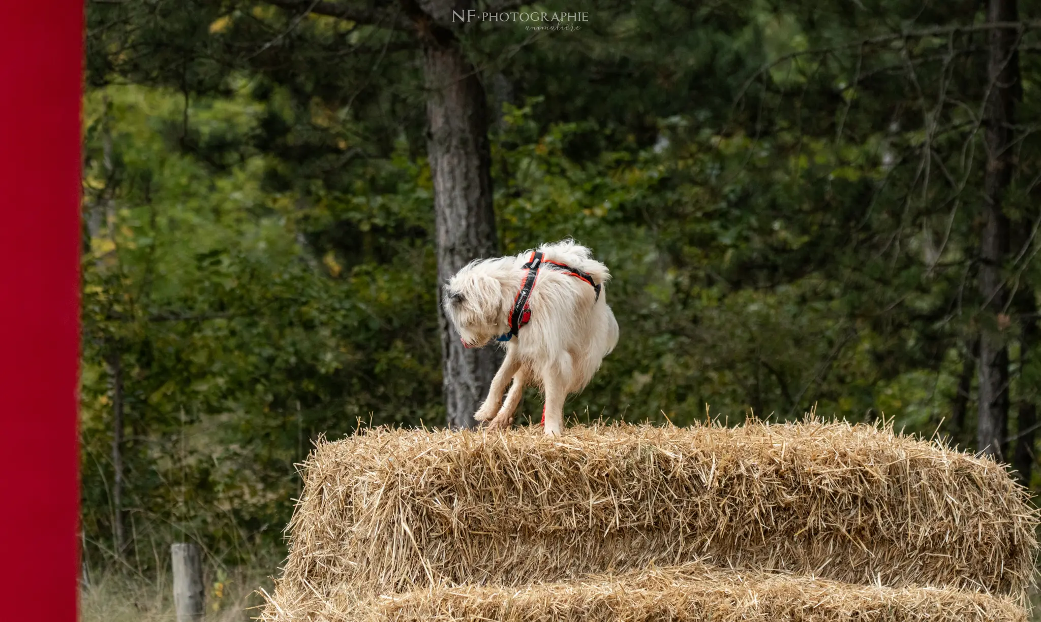 Cani-Parcours - Édition 2024 - Canifun