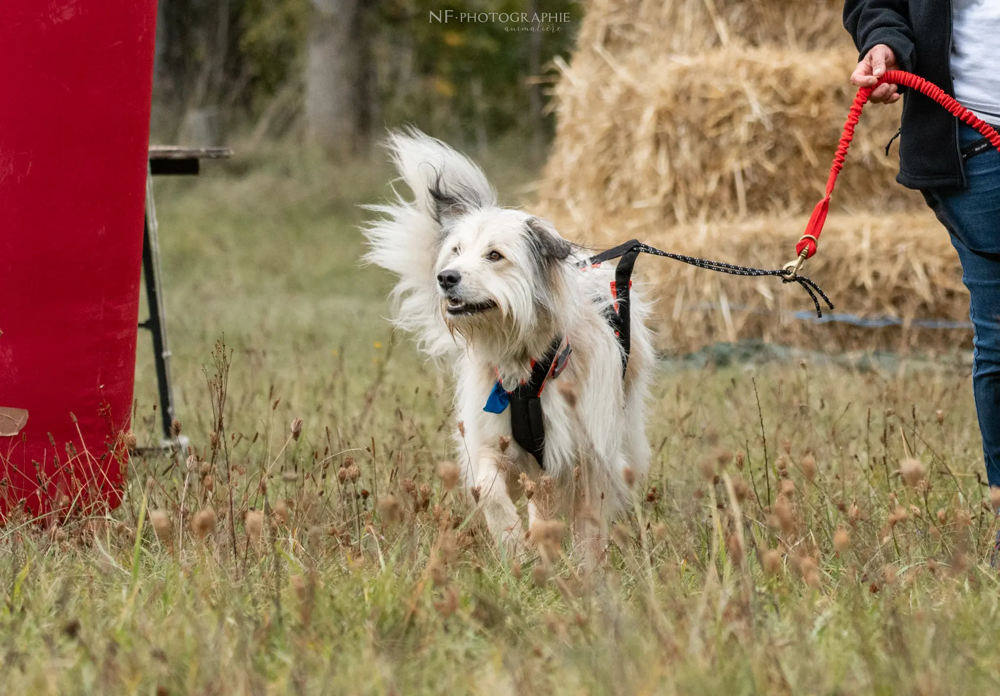 Cani-Parcours - Édition 2024 - Canifun