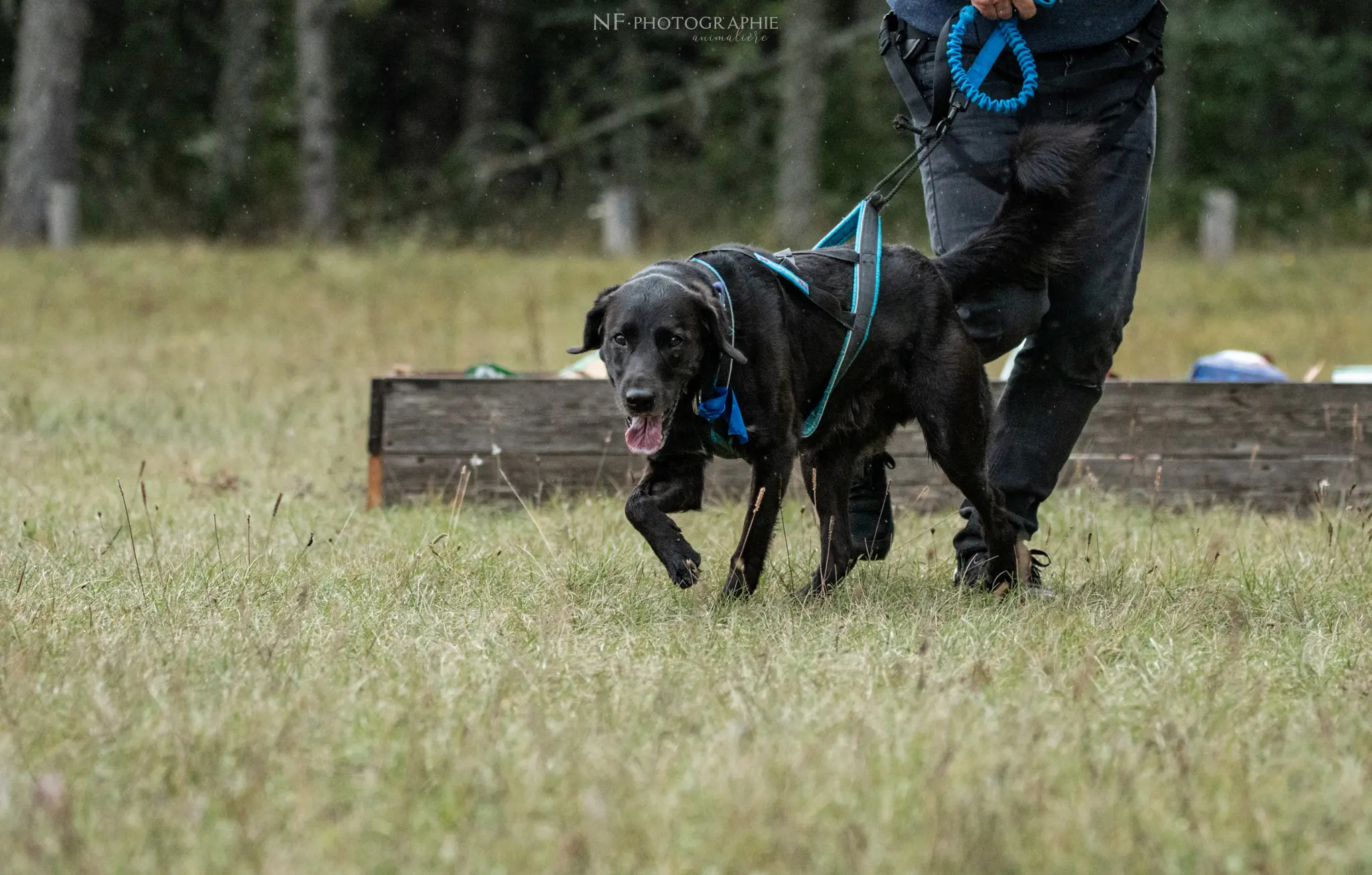 Cani-Parcours - Édition 2024 - Canifun